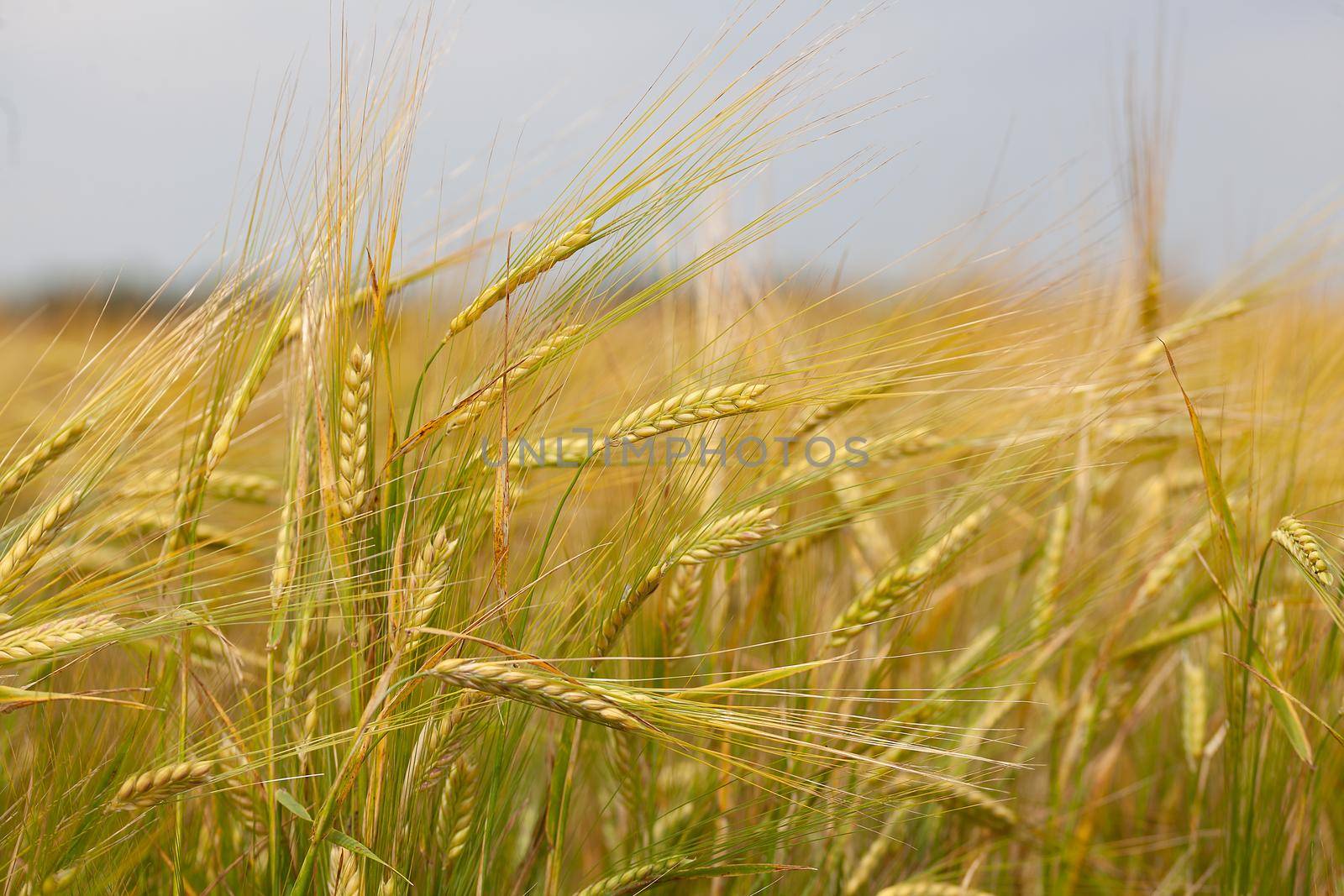 Field of barley by Angorius