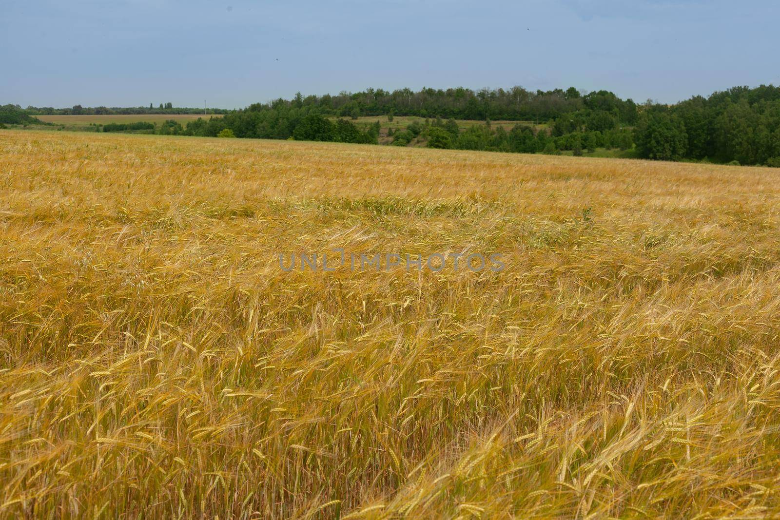 Field of barley by Angorius