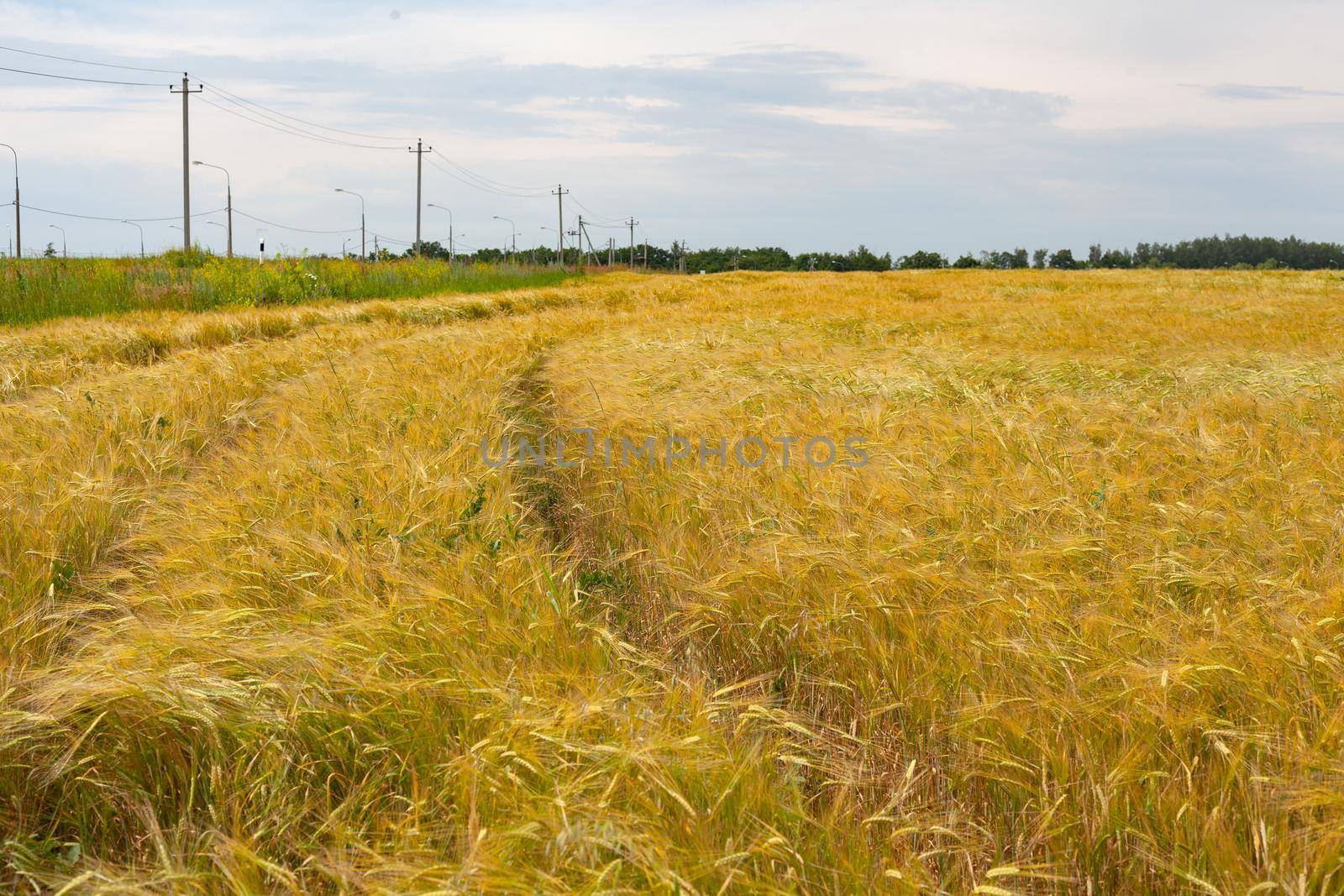 Field of barley by Angorius