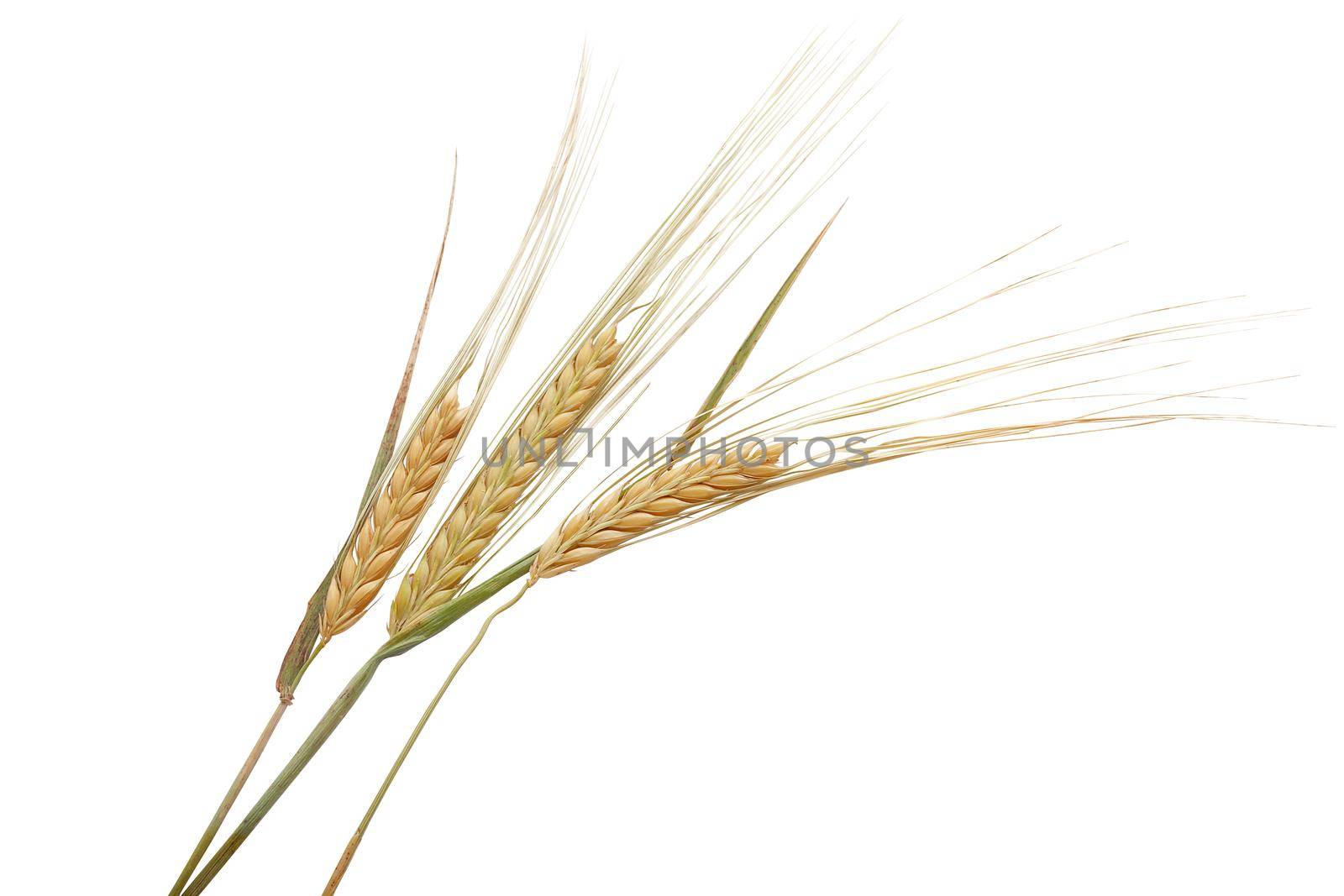 Isolated some spikelets of barley on the white background