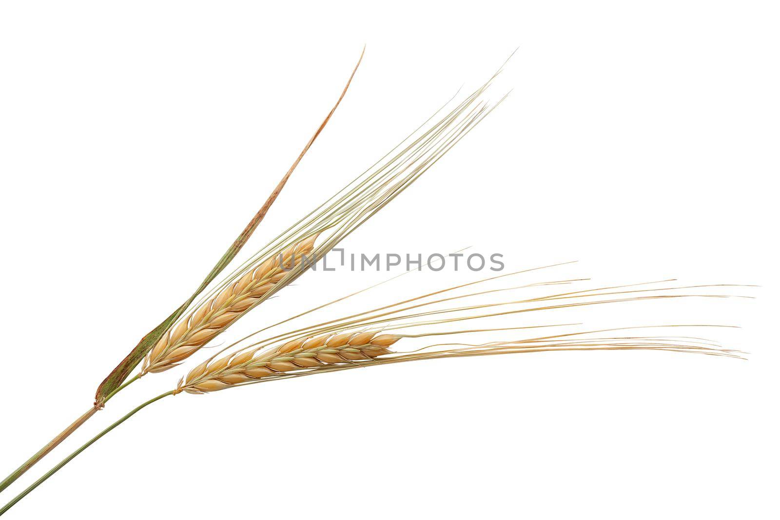 Isolated some spikelets of barley on the white background