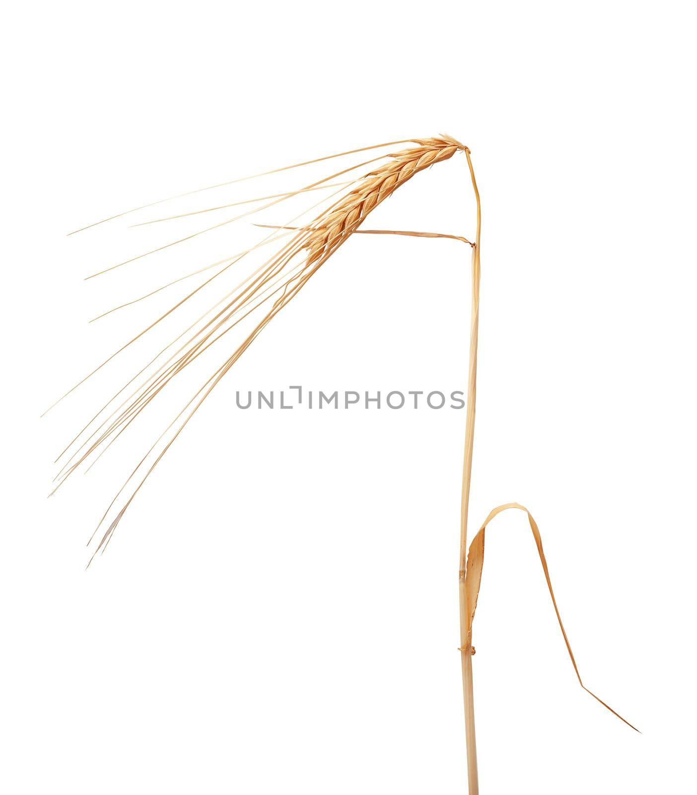Isolated one spikelet of barley on the white background