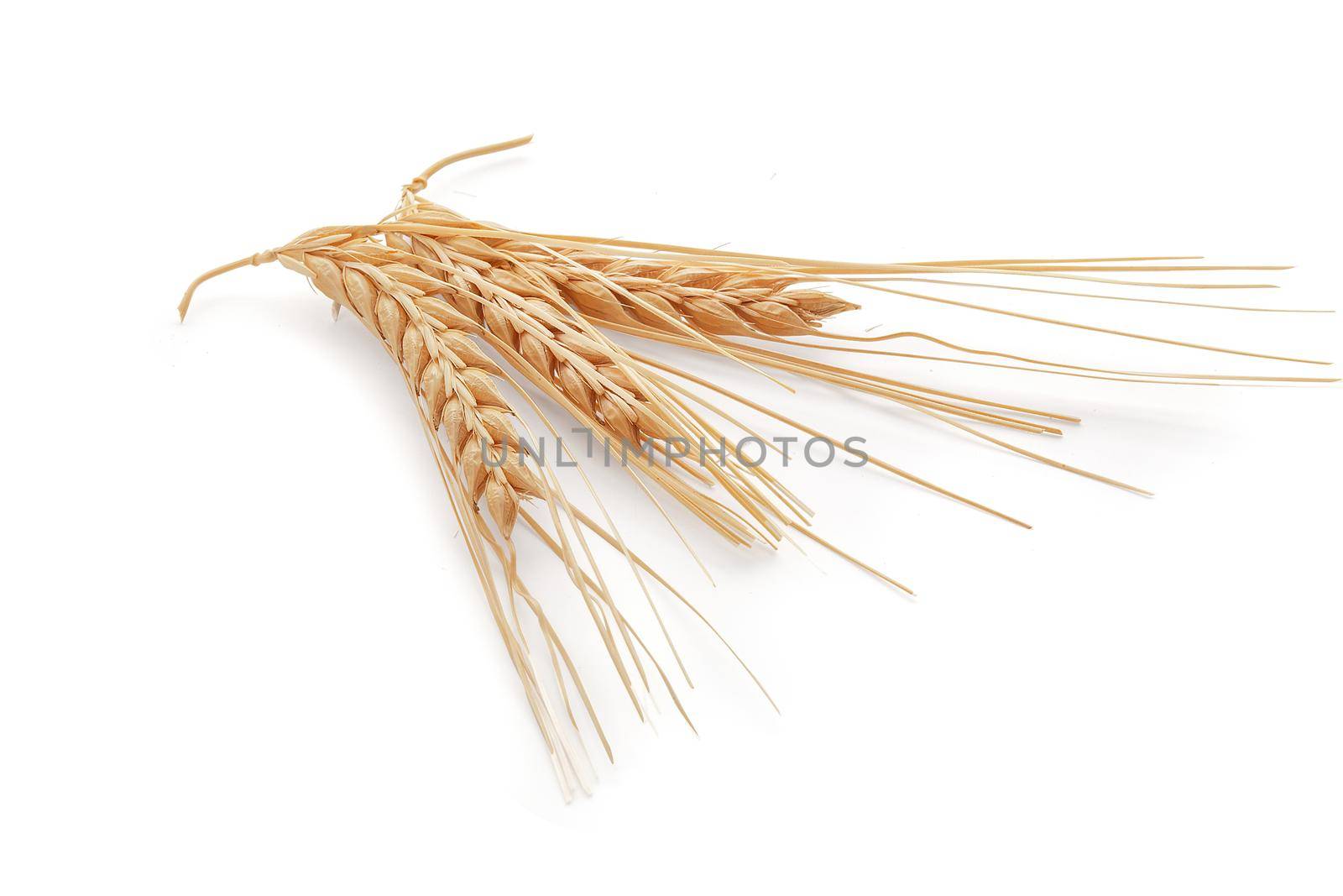 Spikelets of barley by Angorius