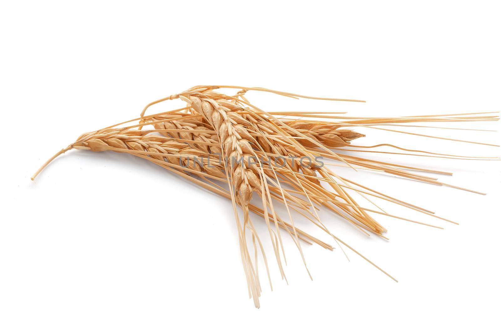 Isolated some spikelets of barley on the white background