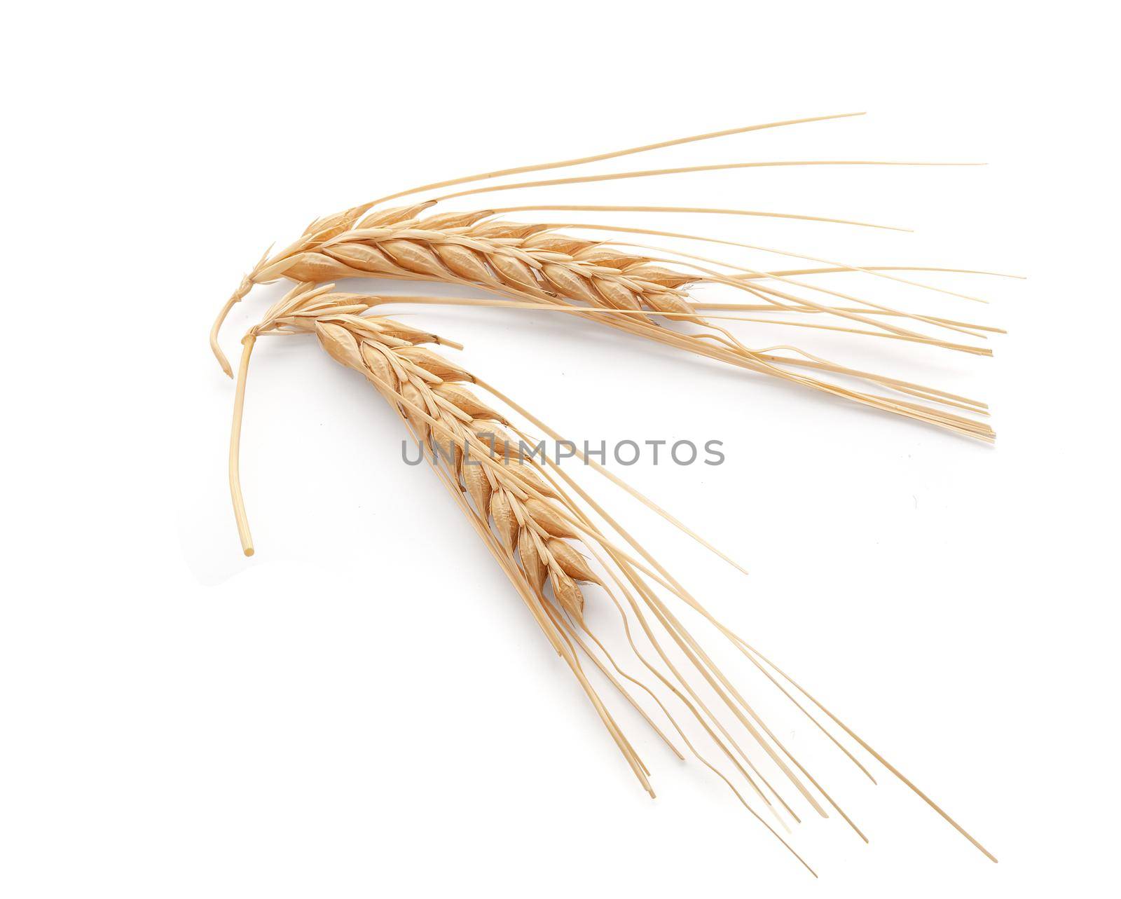 Spikelets of barley by Angorius