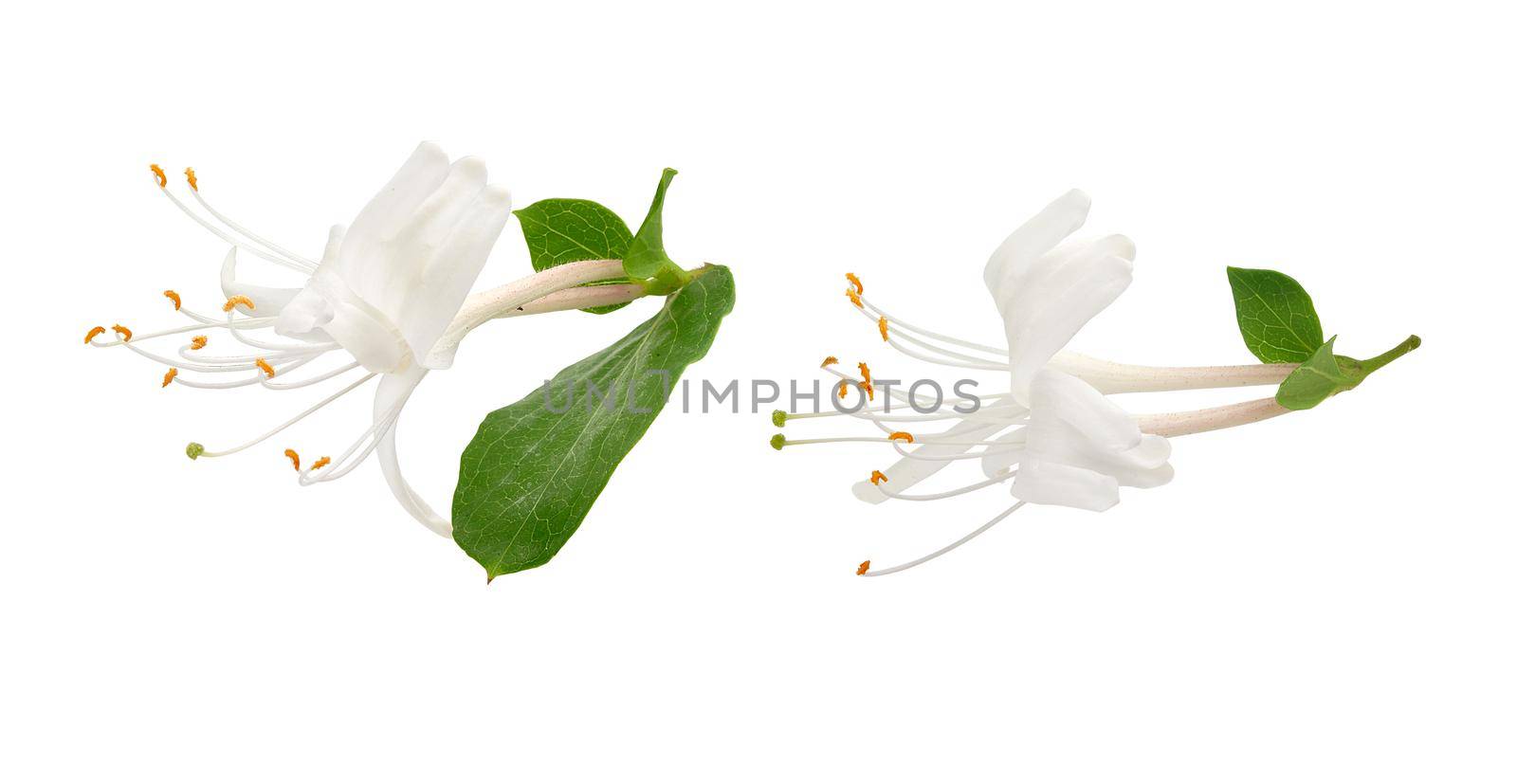 Isolated blossoming flowers of honeysuckle on the white