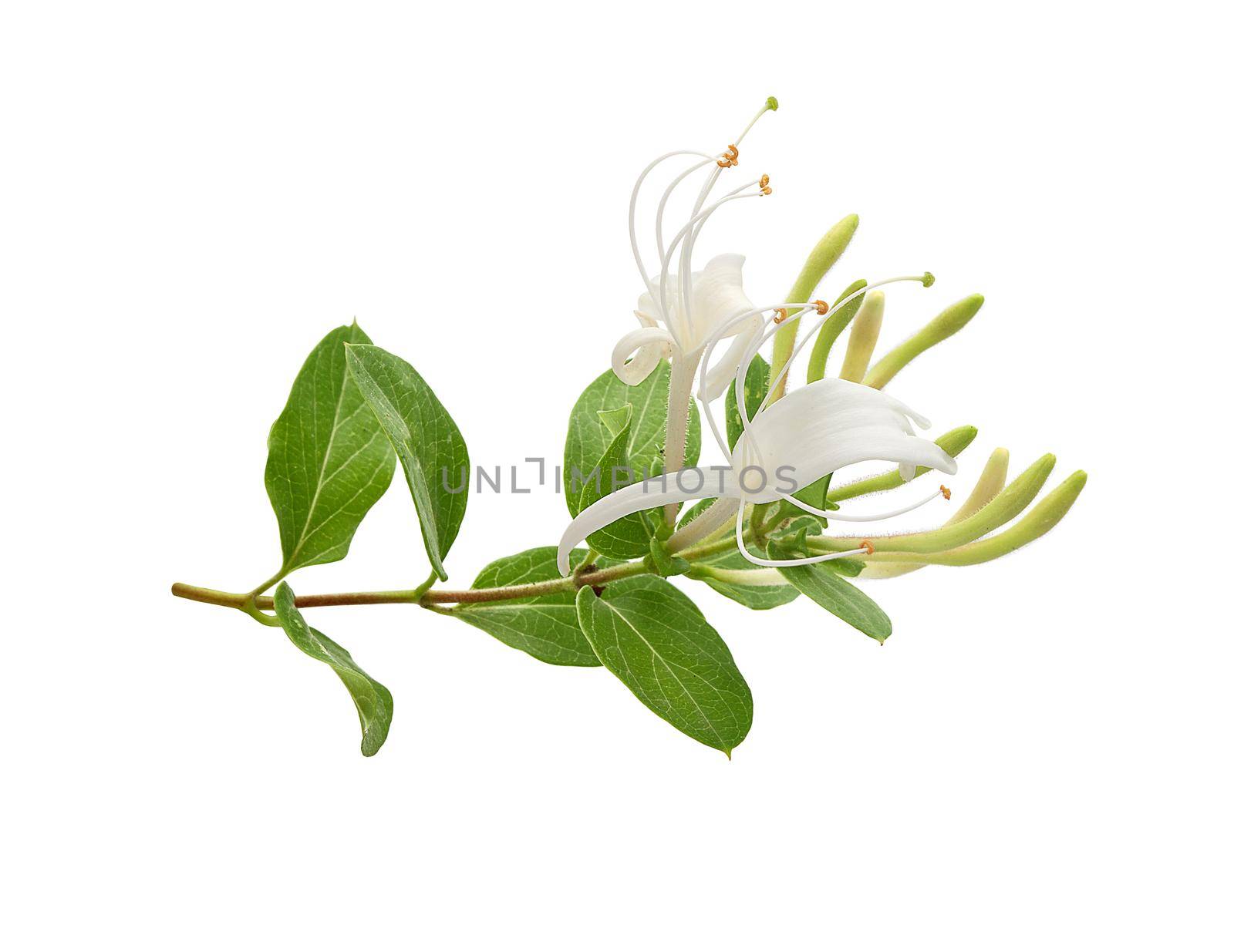 Branch of blossoming honeysuckle by Angorius