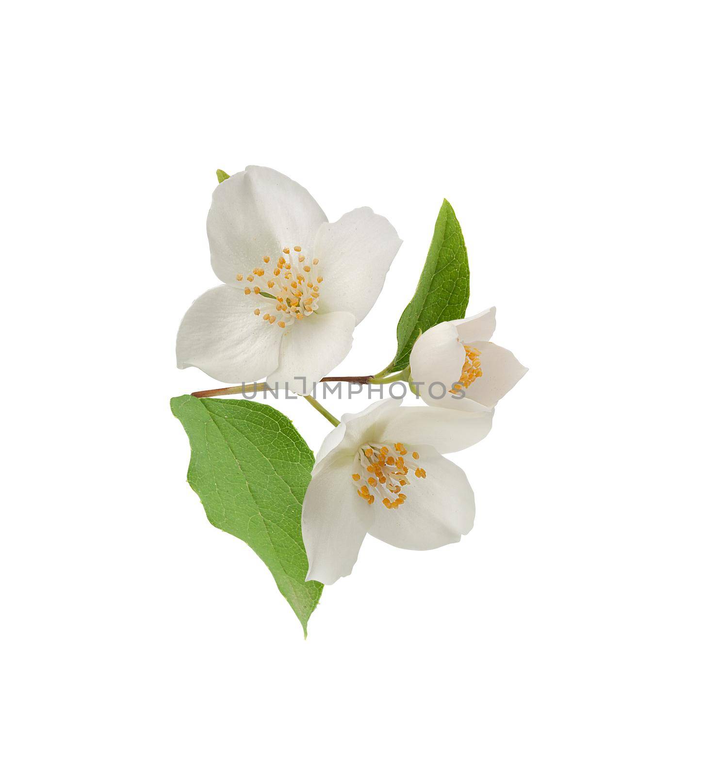 Isolated branch of blossoming jasmine on the white