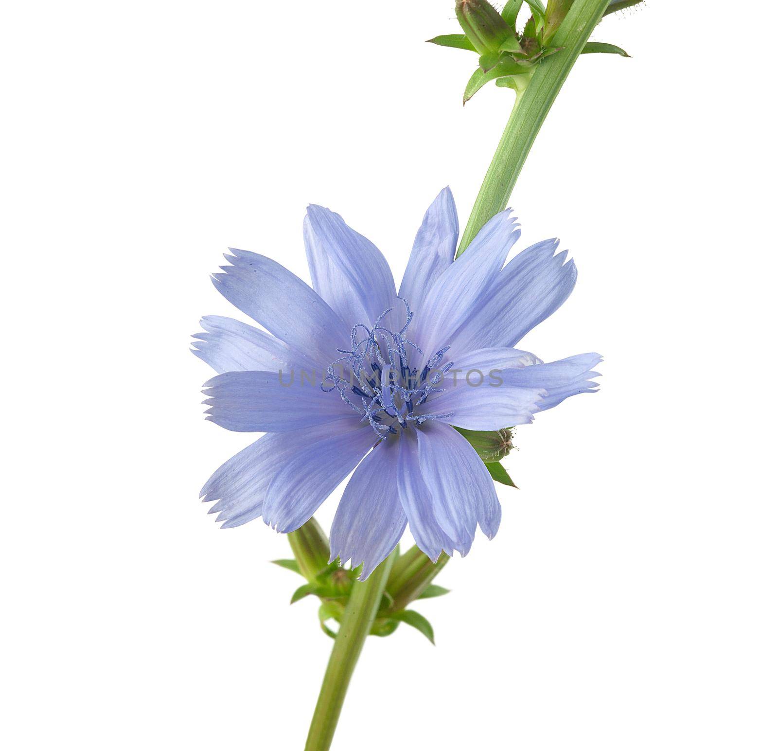 Chicory flower on the white by Angorius