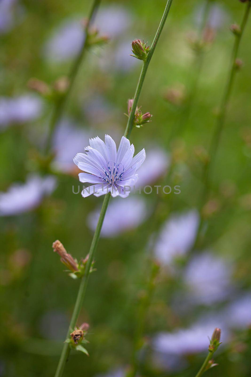 Chicory flowers on the meadow by Angorius