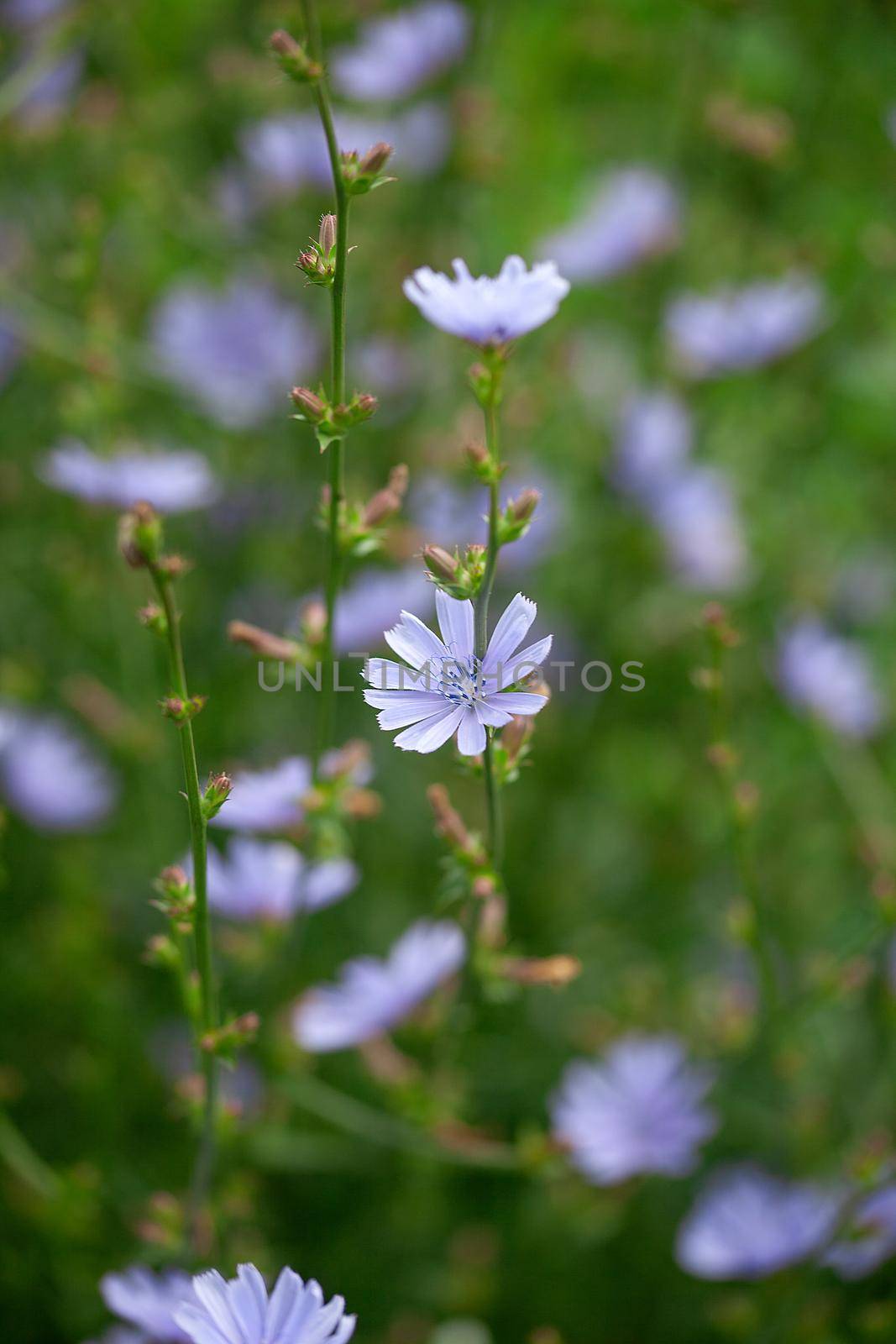 Chicory flowers on the meadow by Angorius