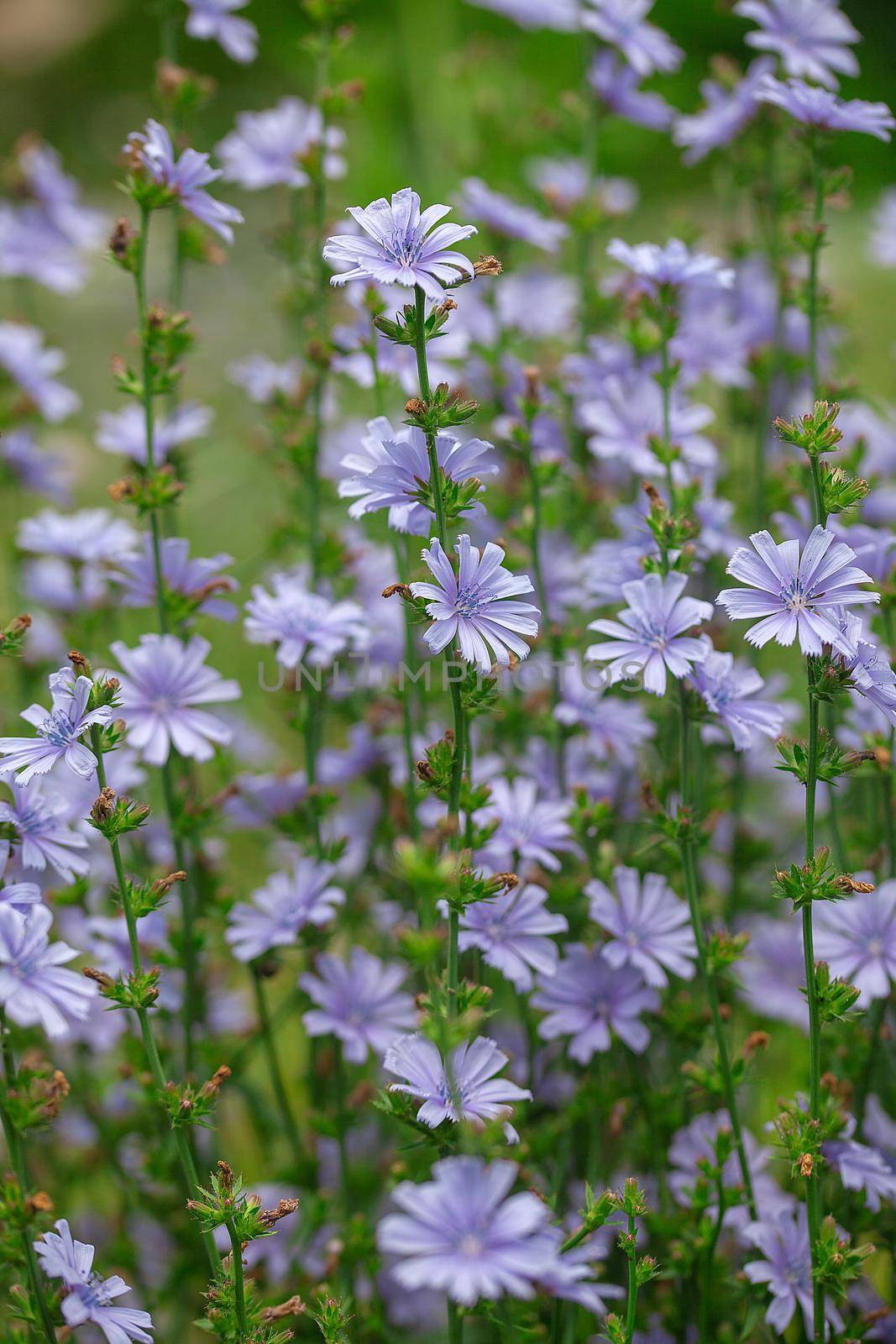 Chicory flowers on the green summer meadow