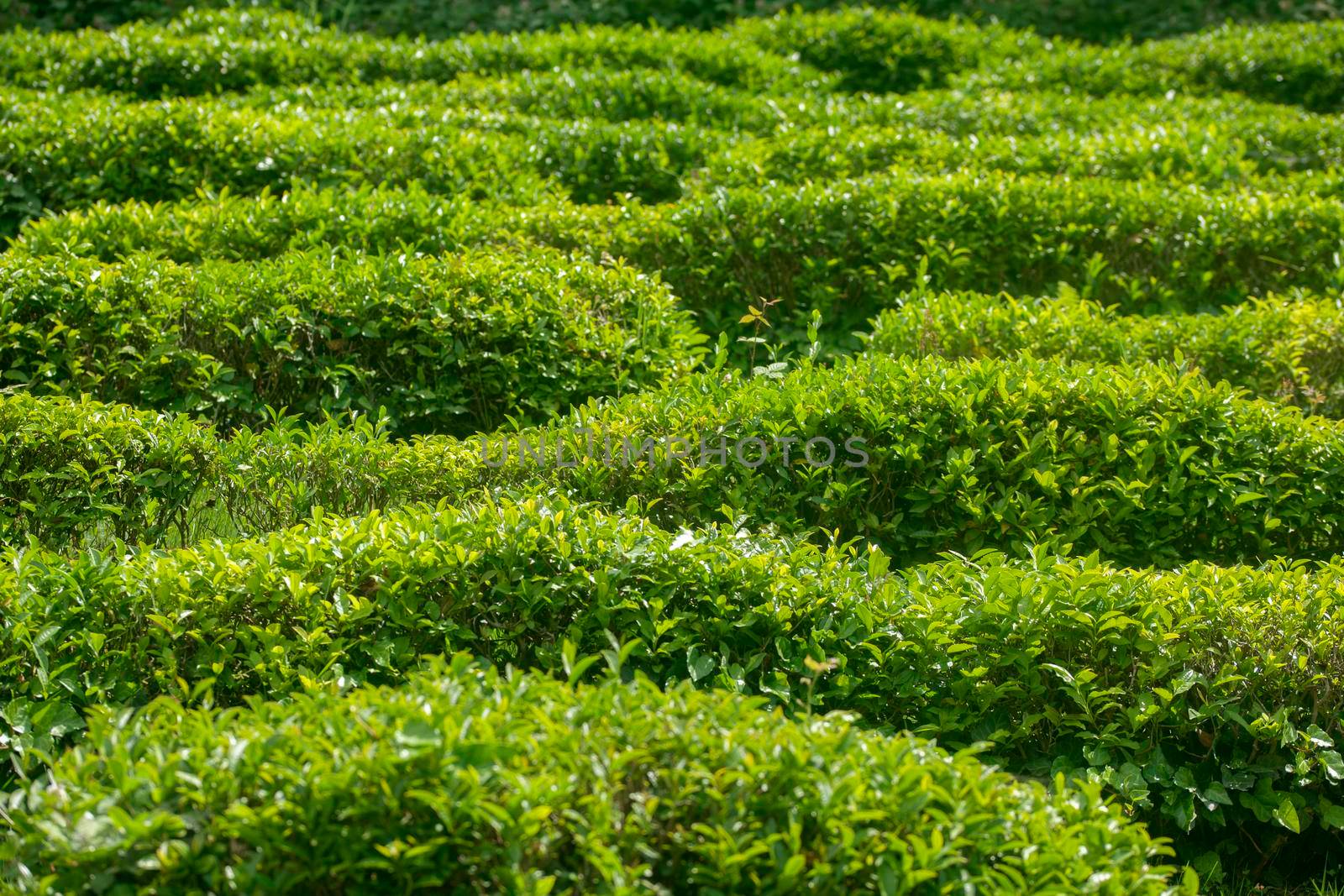 Tea plantation by Angorius