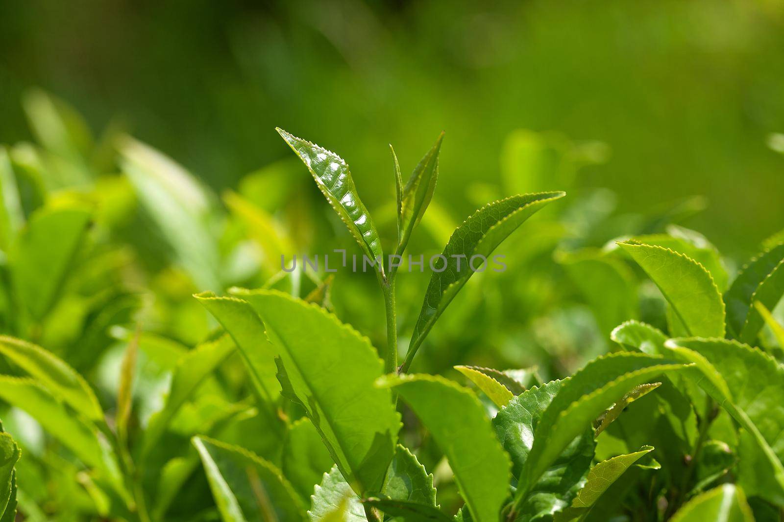 Summer green tea bush with top leaves