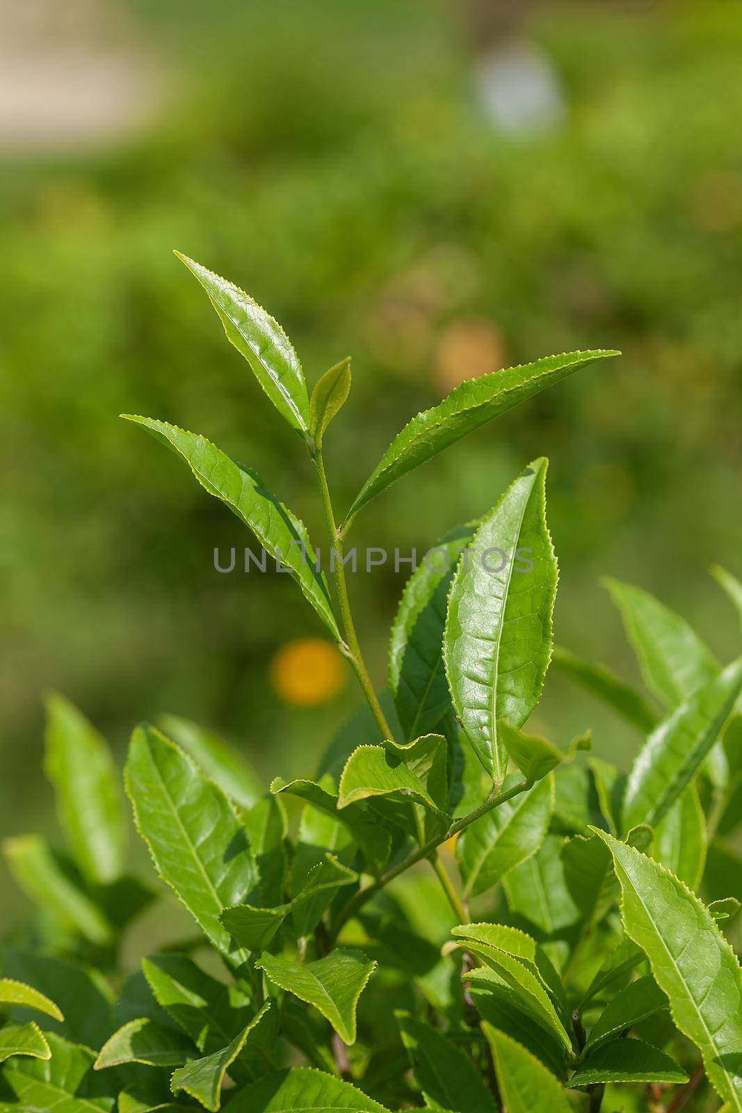 Top fresh green leaves on the tea bush