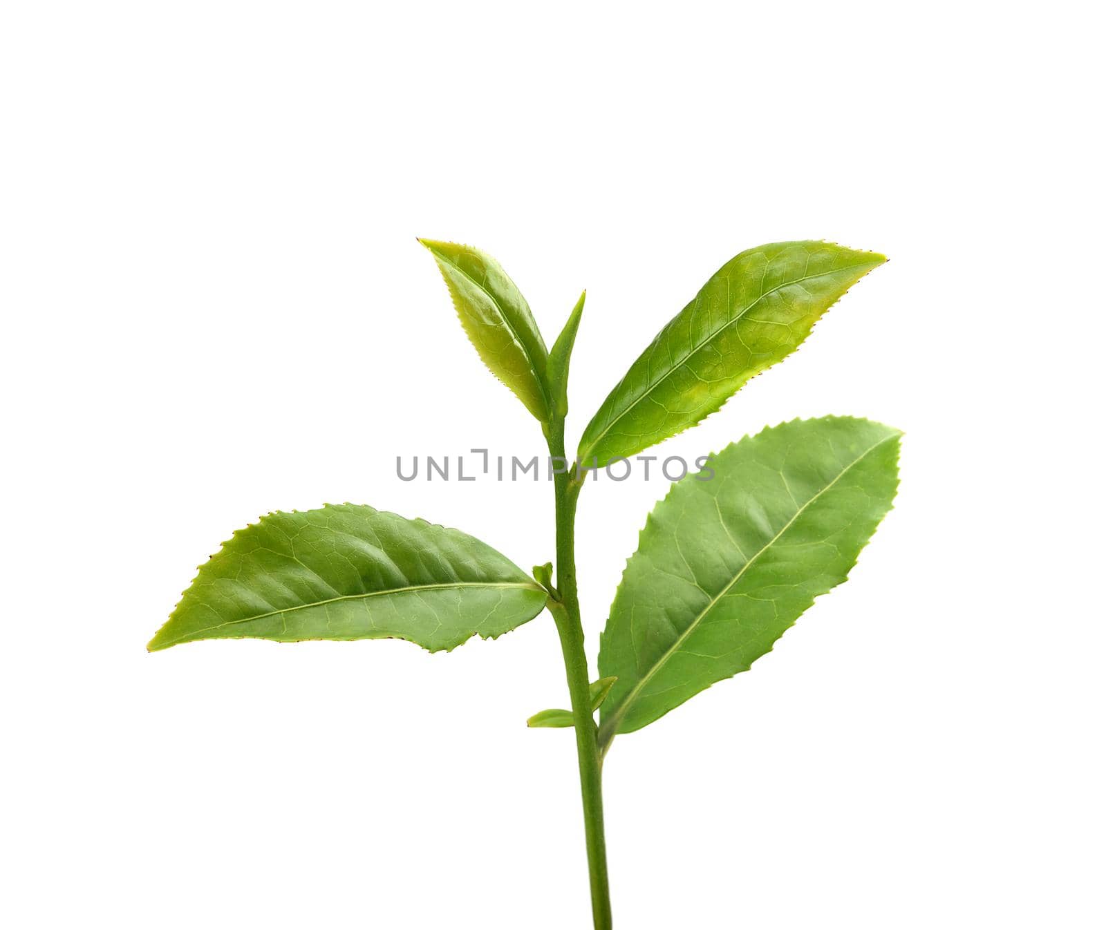 Green tra branch with top leaves on the white background