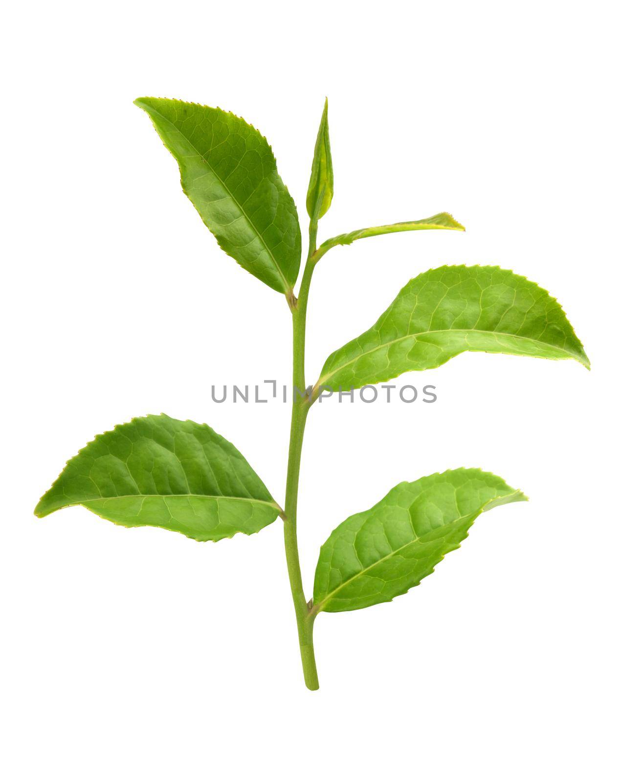 Tea branch with top leaves by Angorius