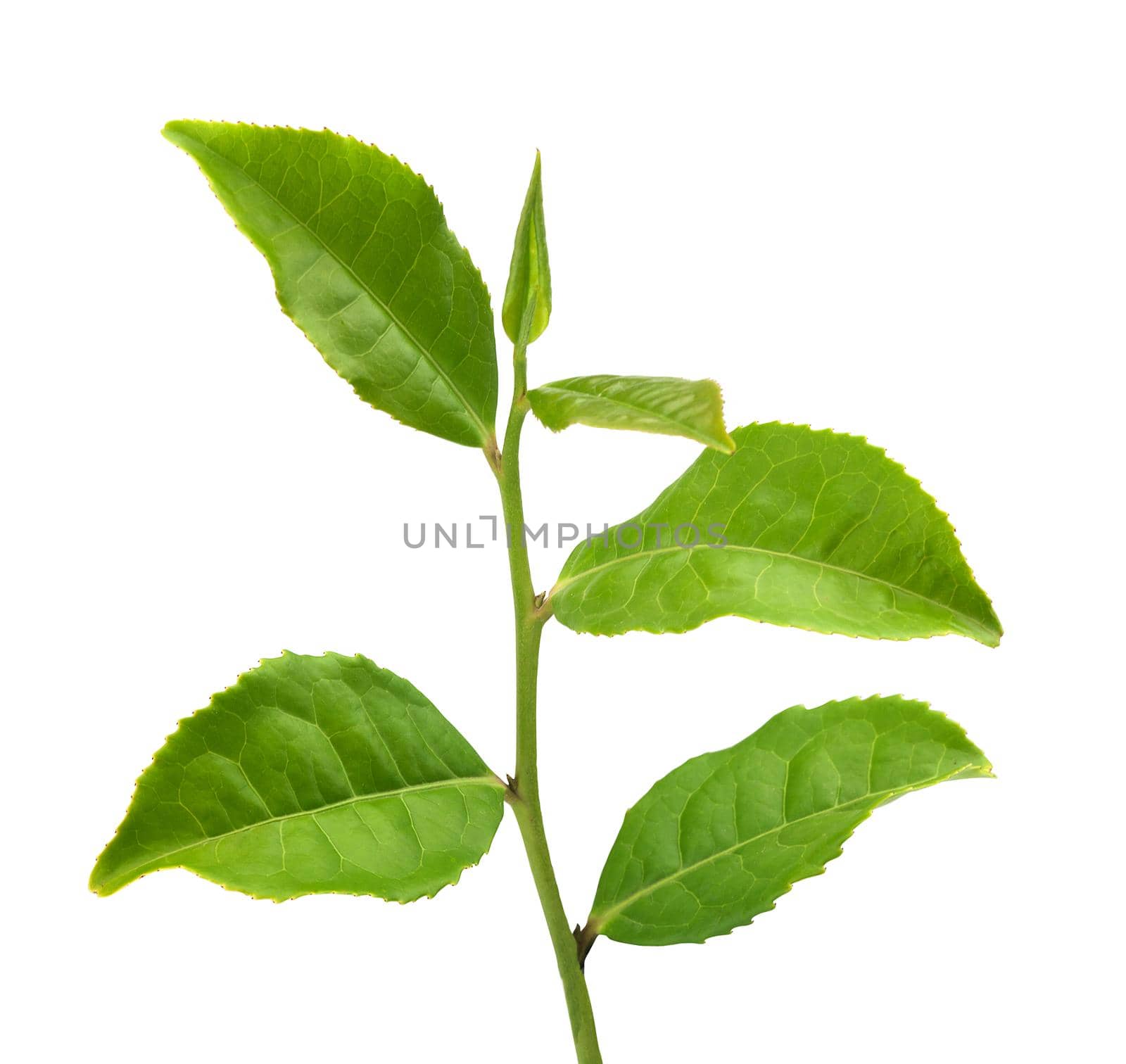 Green tra branch with top leaves on the white background