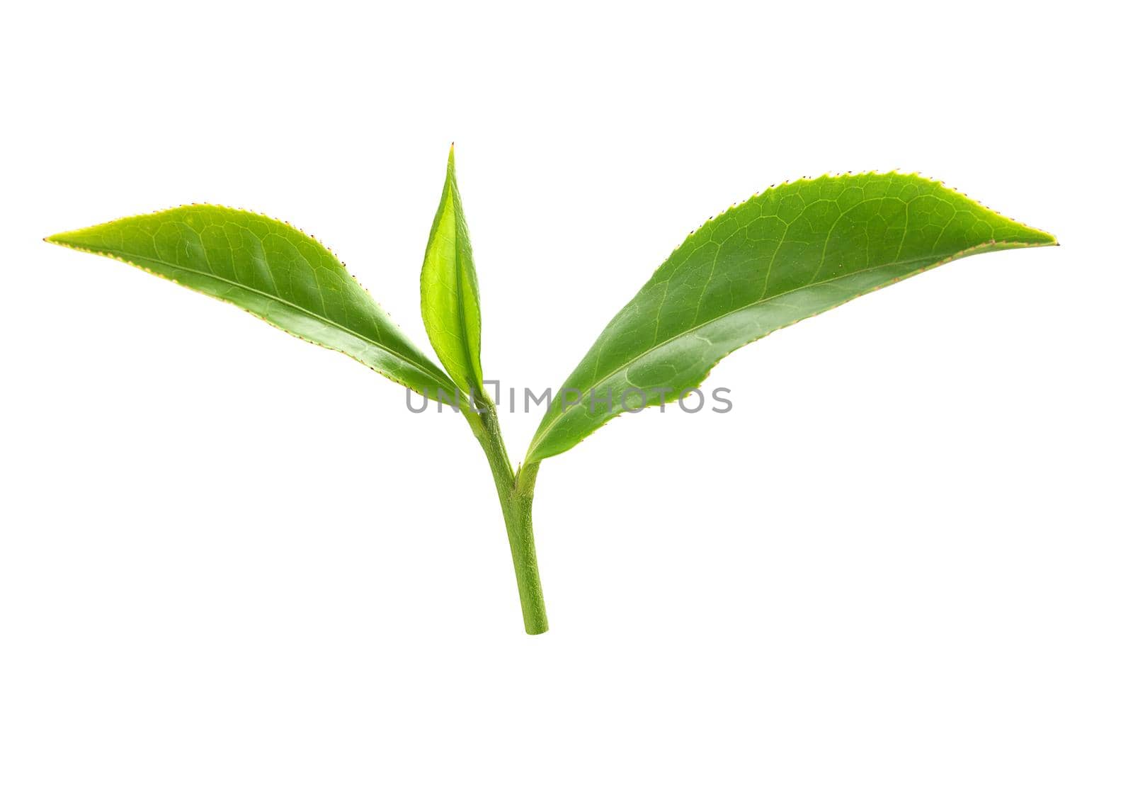 Green tra branch with top leaves on the white background