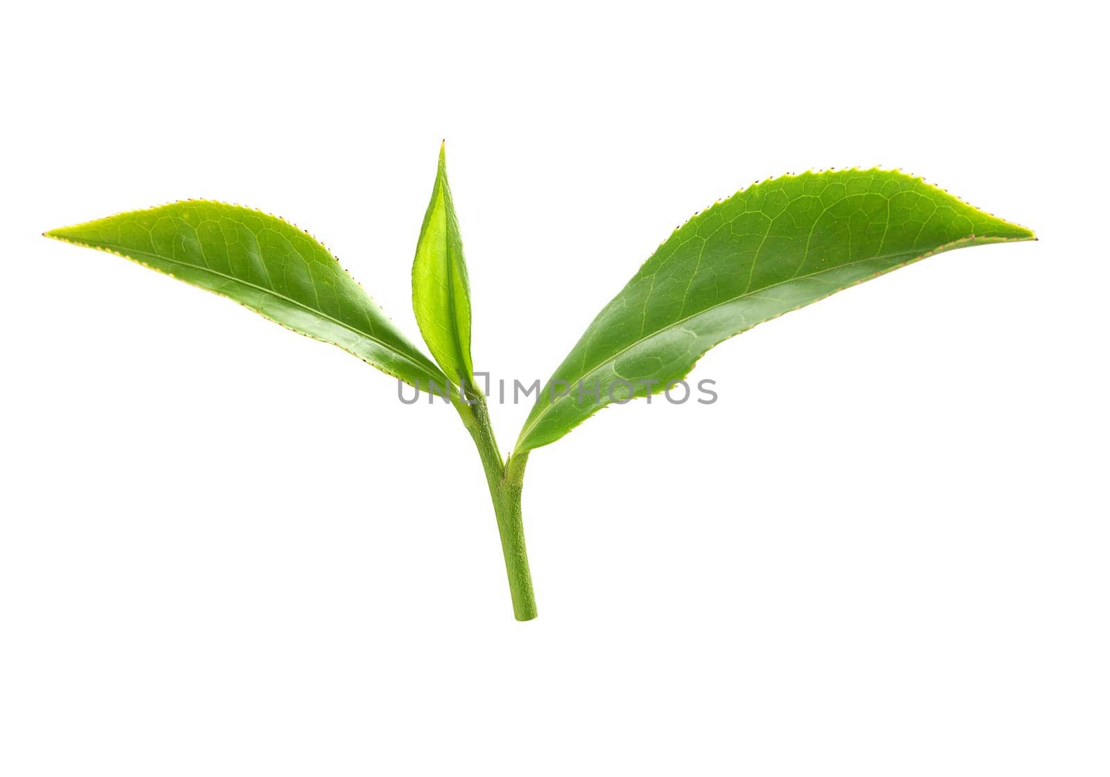 Green tra branch with top leaves on the white background