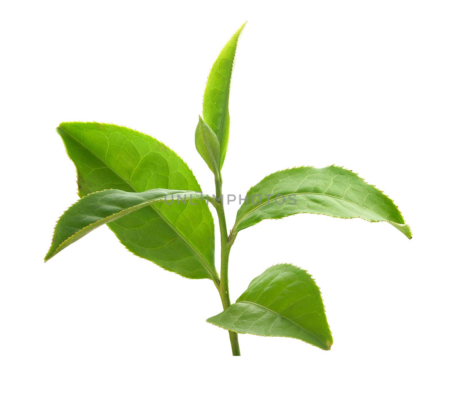 Green tra branch with top leaves on the white background