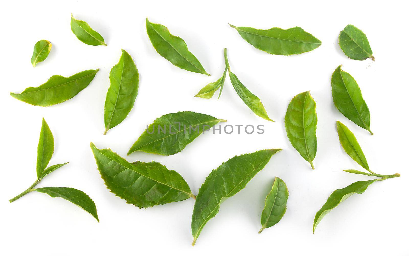 Pattern with green tea leaves on the white background