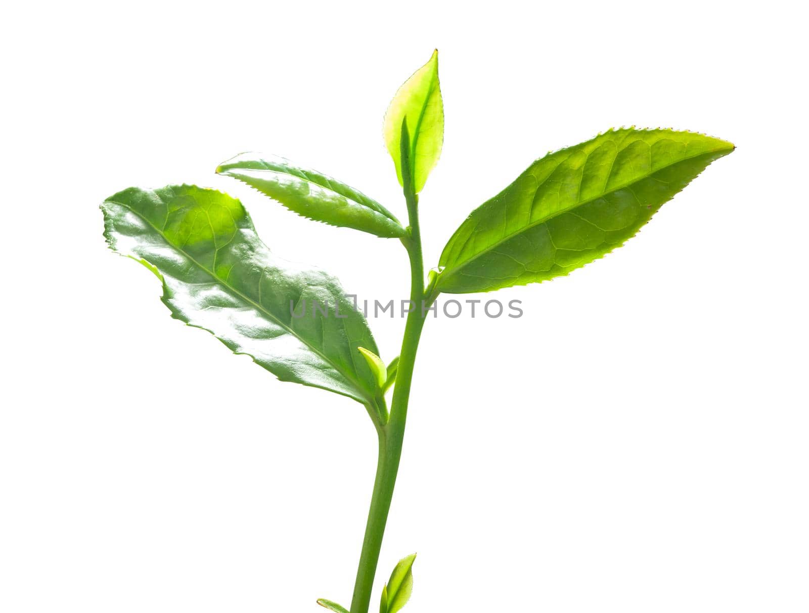 Green tra branch with top leaves on the white background