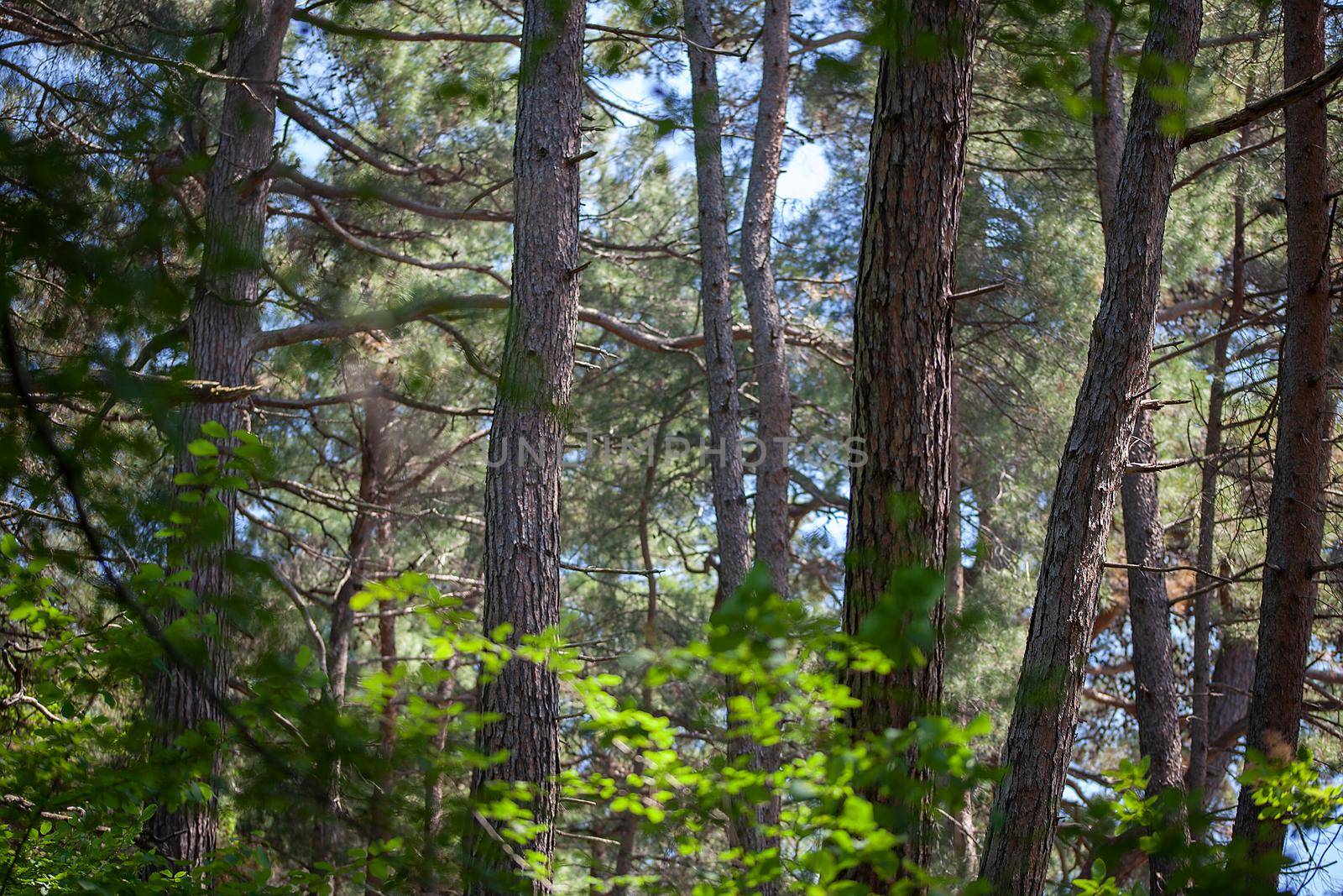 Summer landscape with overgrown pine forest