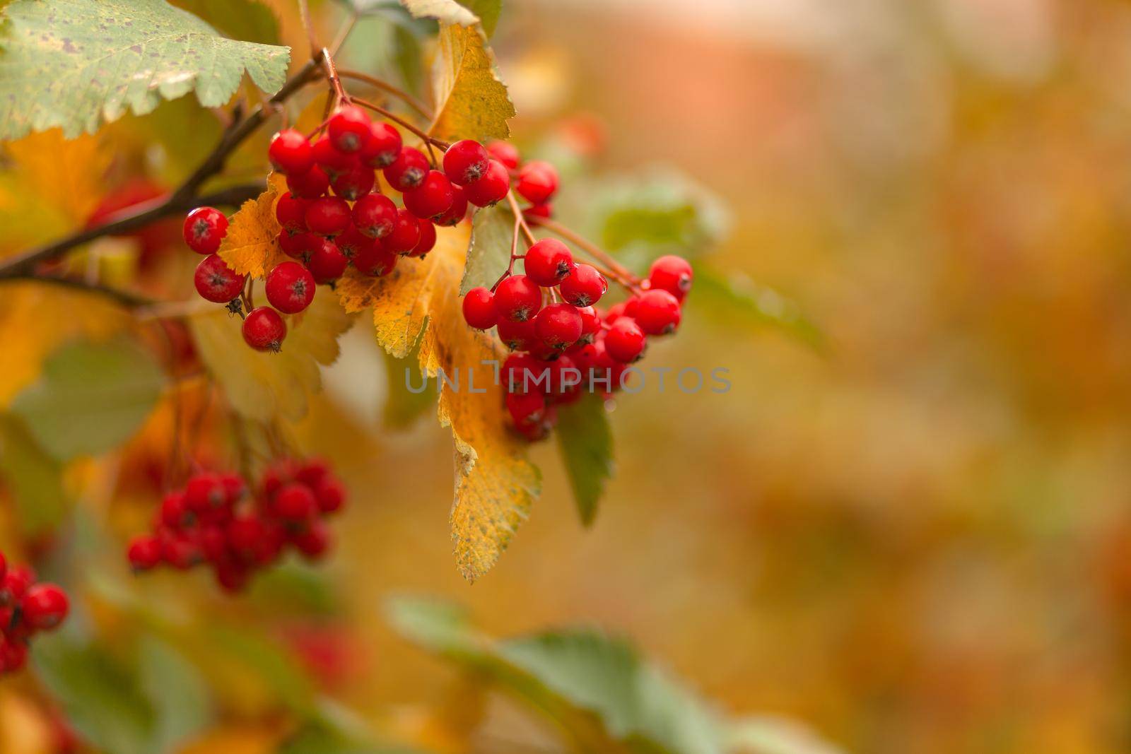Hawthorn tree with leaves and berries in early autumn