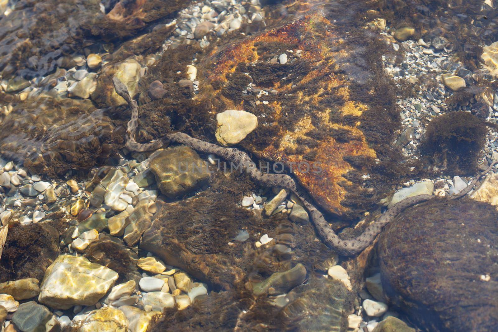 Snake on the rock bottom of the river