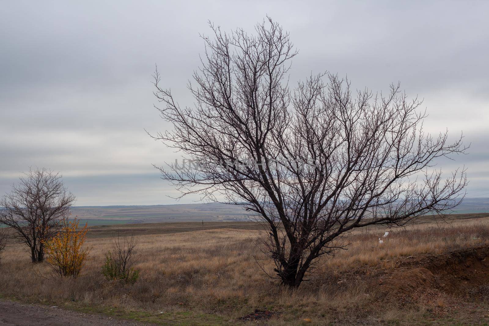 Steppes landscape ath the late autumn with tree