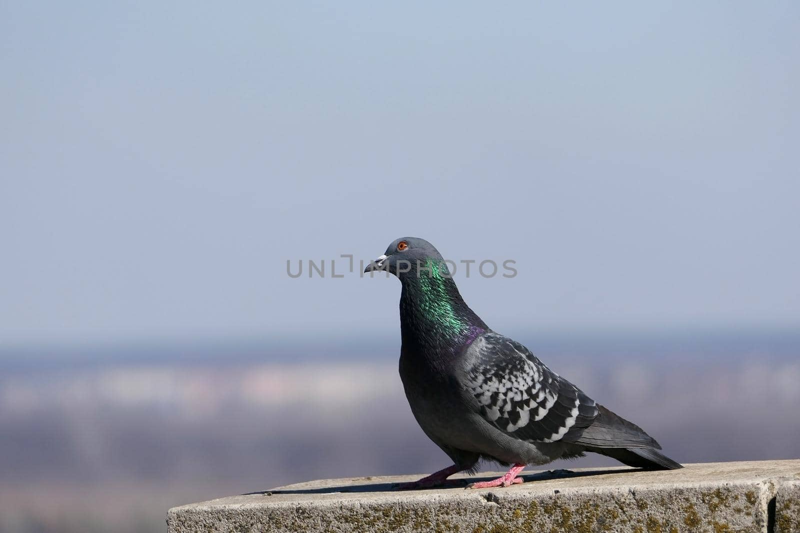A beautiful pigeon in its natural habitat. Nature and birds. by Olga26