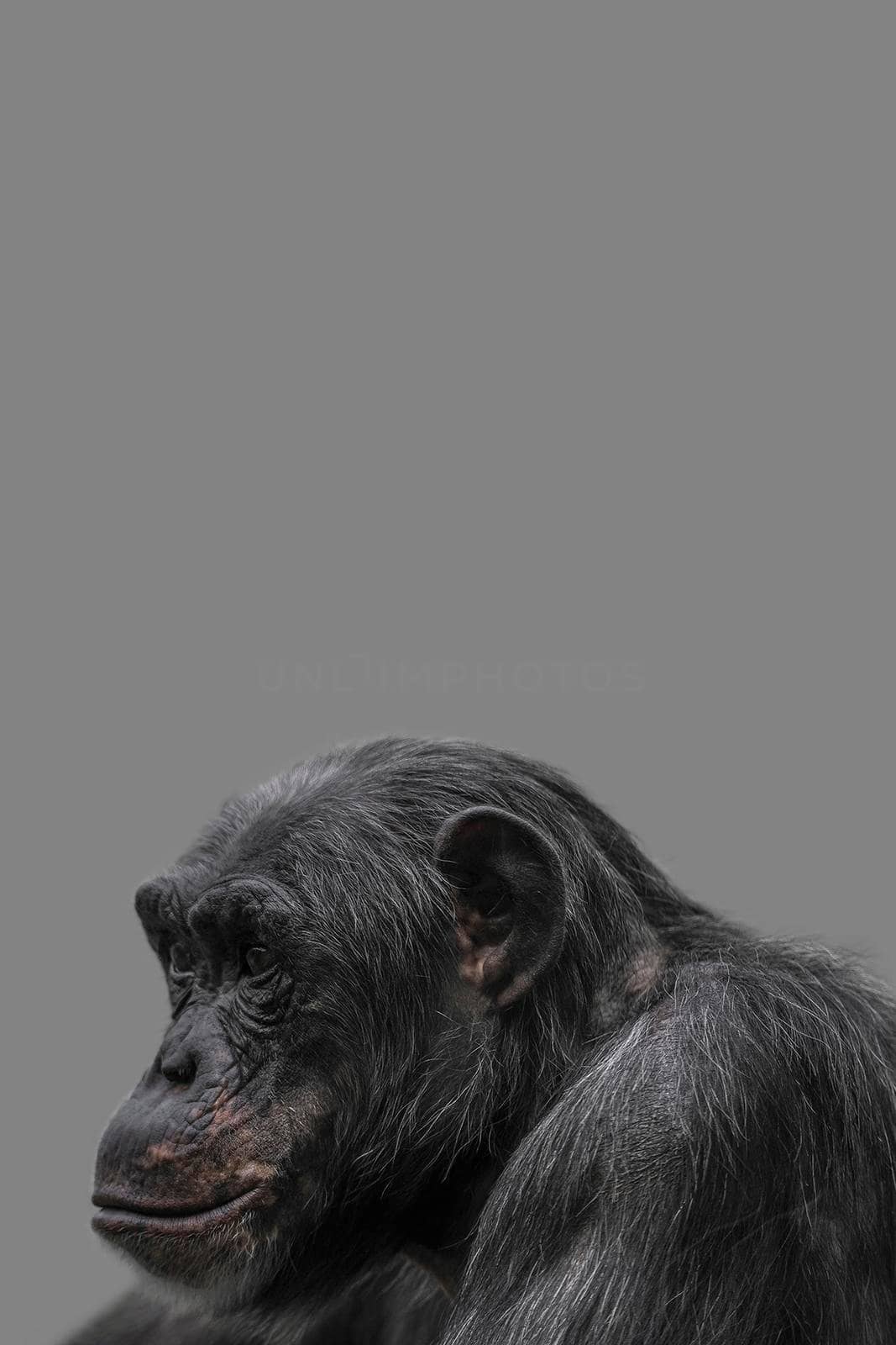 Cover page with a portrait of happy smiling Chimpanzee, closeup, details with copy space and solid background. Concept biodiversity, animal care, welfare and wildlife conservation