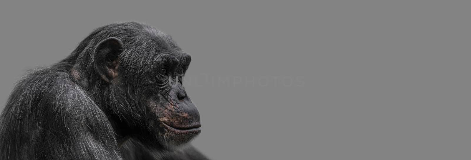 Banner with a portrait of happy smiling Chimpanzee, closeup, details with copy space and solid background. Concept biodiversity, animal care and welfare and wildlife conservation