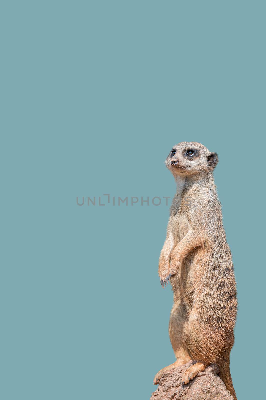 Cover page with a portrait of playful and curious suricate (meerkat) standing tall at watch, closeup, details. Solid background with copy space. Concept curiosity, attention, involvement. by neurobite