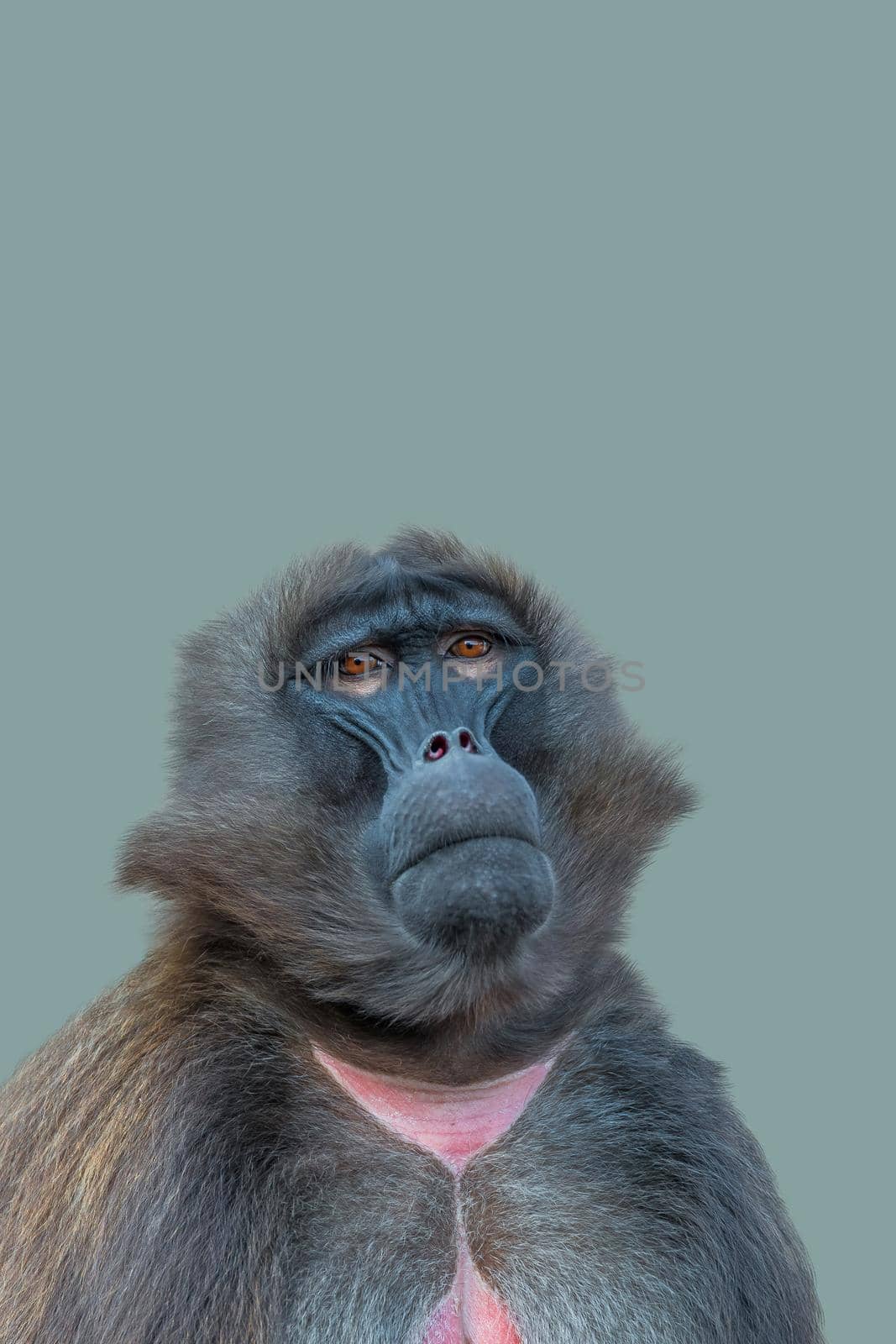Cover page with a front portrait of African baboon sitting quietly and looking up at green blue solid background with copy space. Concept of biodiversity and conservation of wildlife in Africa. by neurobite