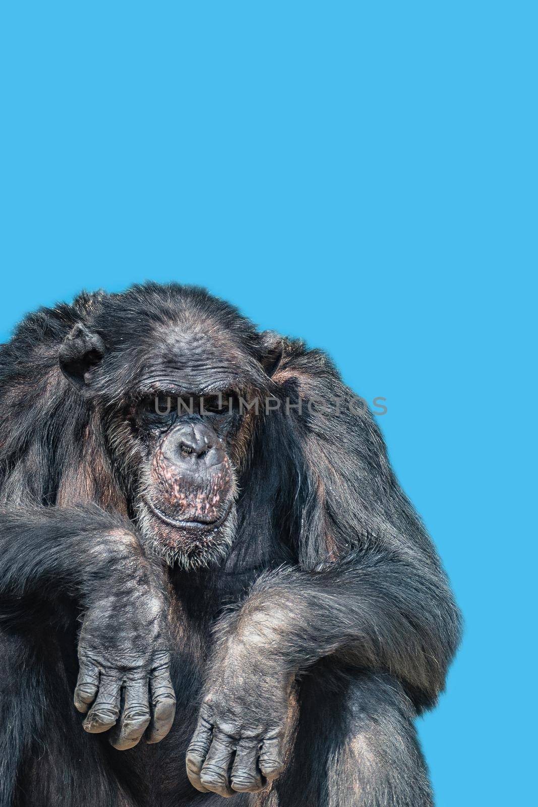 Cover page with a portrait of tired old Chimpanzee at solid blue sky background with copy space. Concept animal diversity, care and wildlife conservation