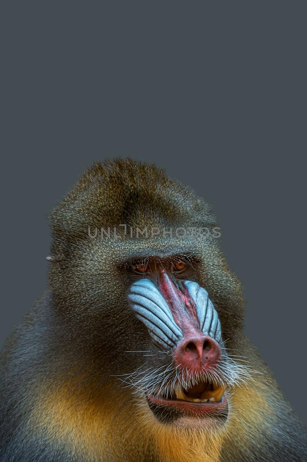 Cover page with portrait of a mature alpha male of colorful African mandrill at solid grey background with copy space. Concept animal diversity, care and wildlife conservation