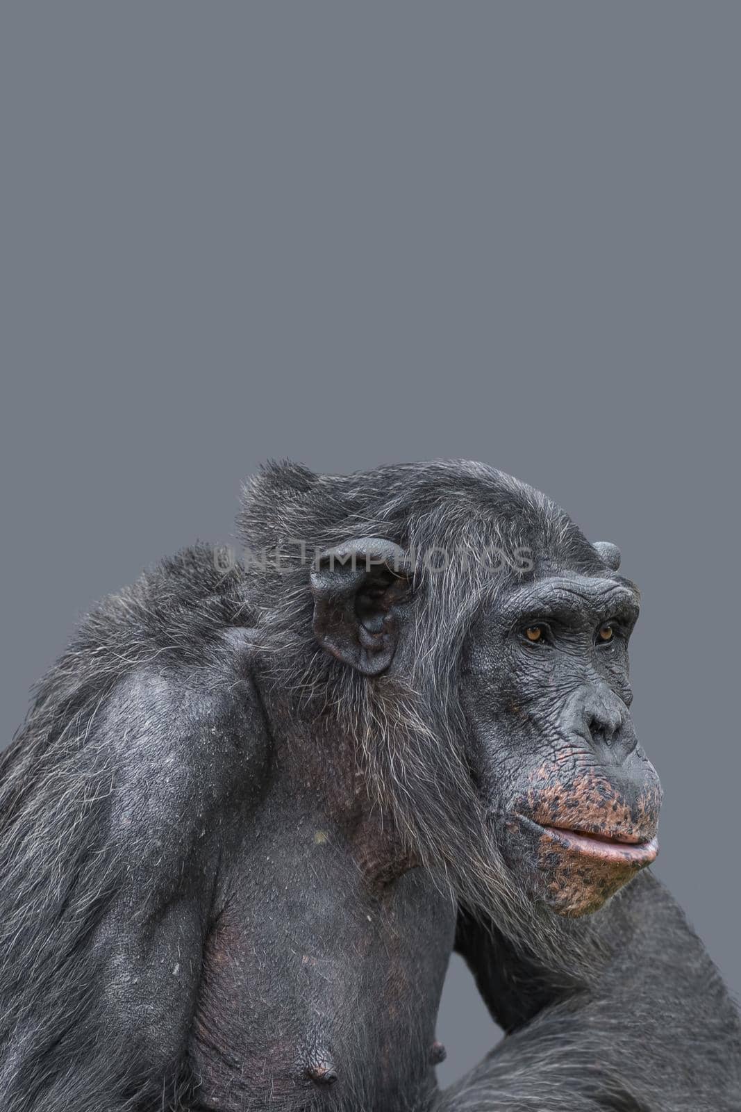 Cover page with a portrait of smart looking chimpanzee closeup with copy space and solid background. Concept of wildlife conservation, biodiversity and animal intelligence. by neurobite