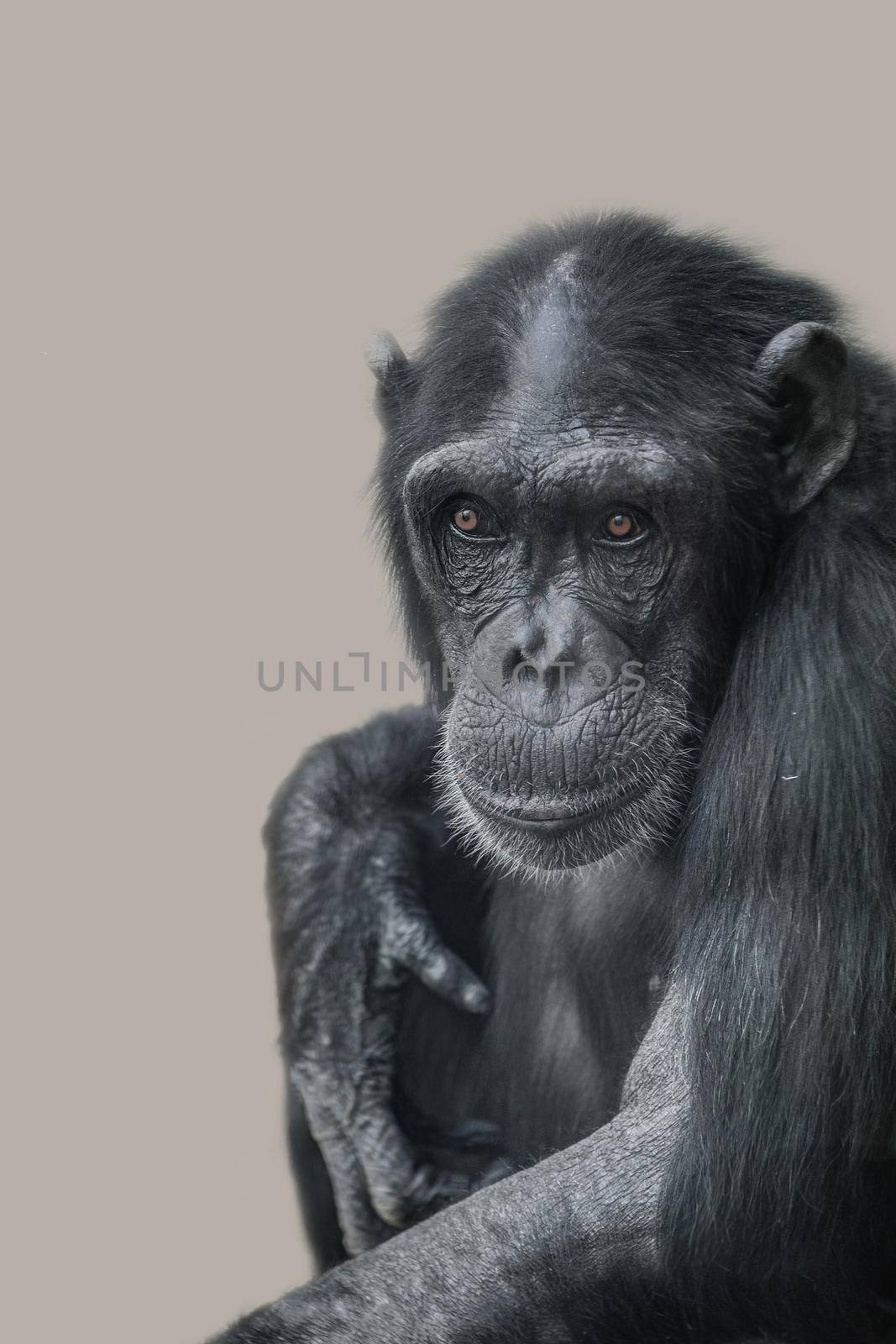 Portrait of funny Chimpanzee with a smugly smile at smooth background by neurobite