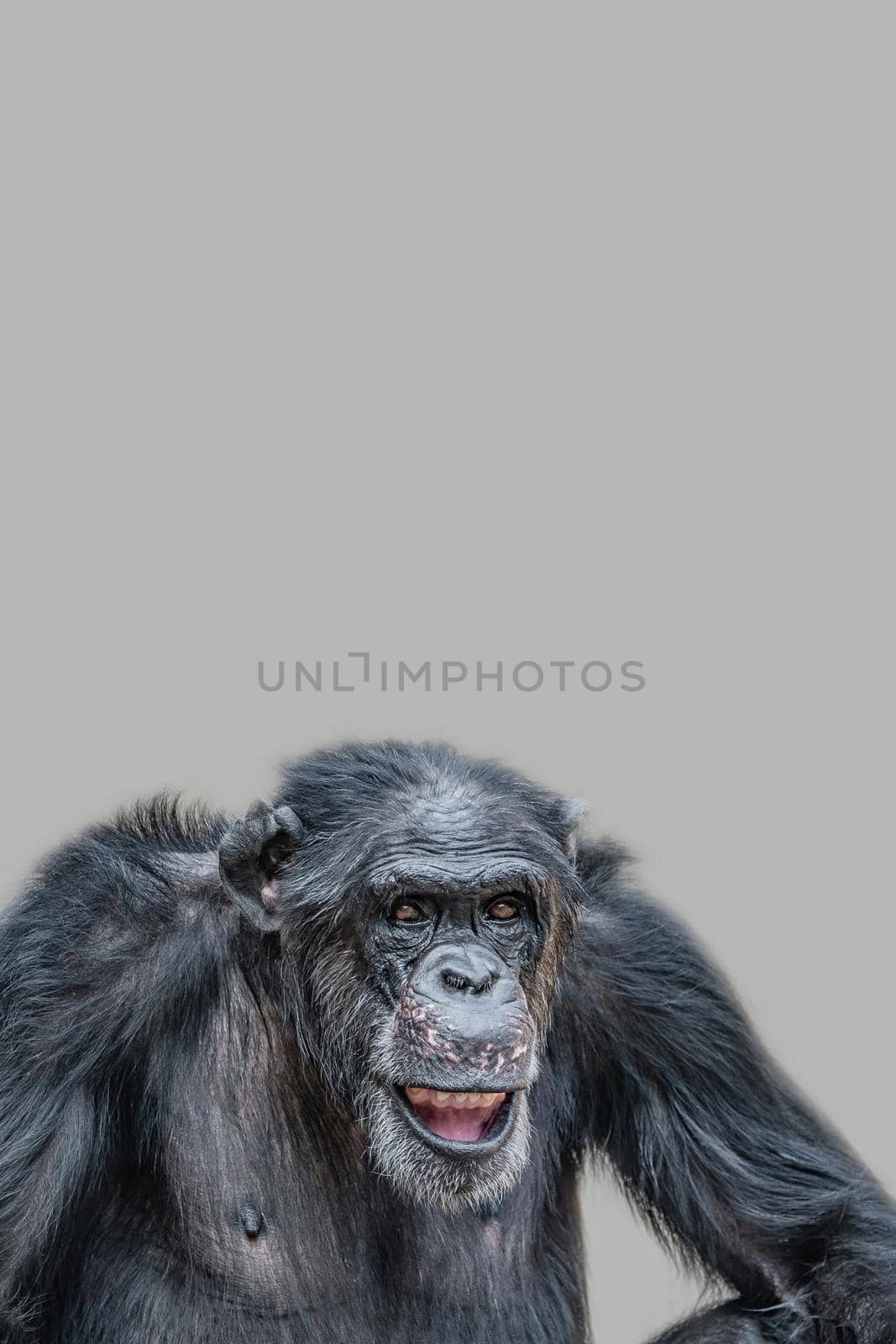 Cover page with a portrait of a happy adult Chimpanzee, smiling and thinking, closeup, details with copy space and solid background. Concept biodiversity and wildlife conservation. by neurobite