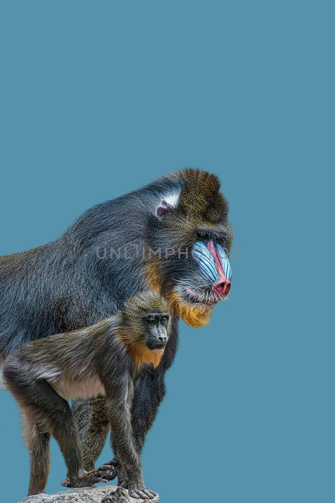 Cover page with portrait of a mature alpha male of colorful African mandrill and a young offspring at solid blue background with copy space. Concept animal diversity, care and wildlife conservation