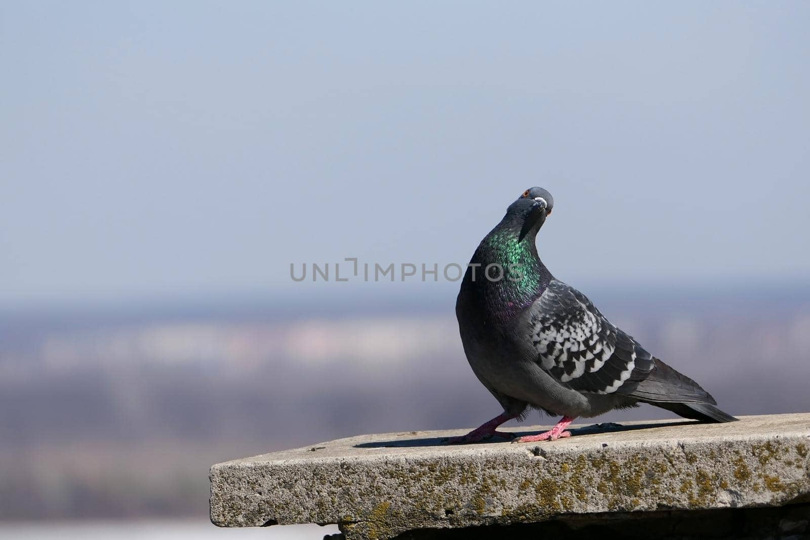 A beautiful pigeon in its natural habitat. Nature and birds. High quality photo