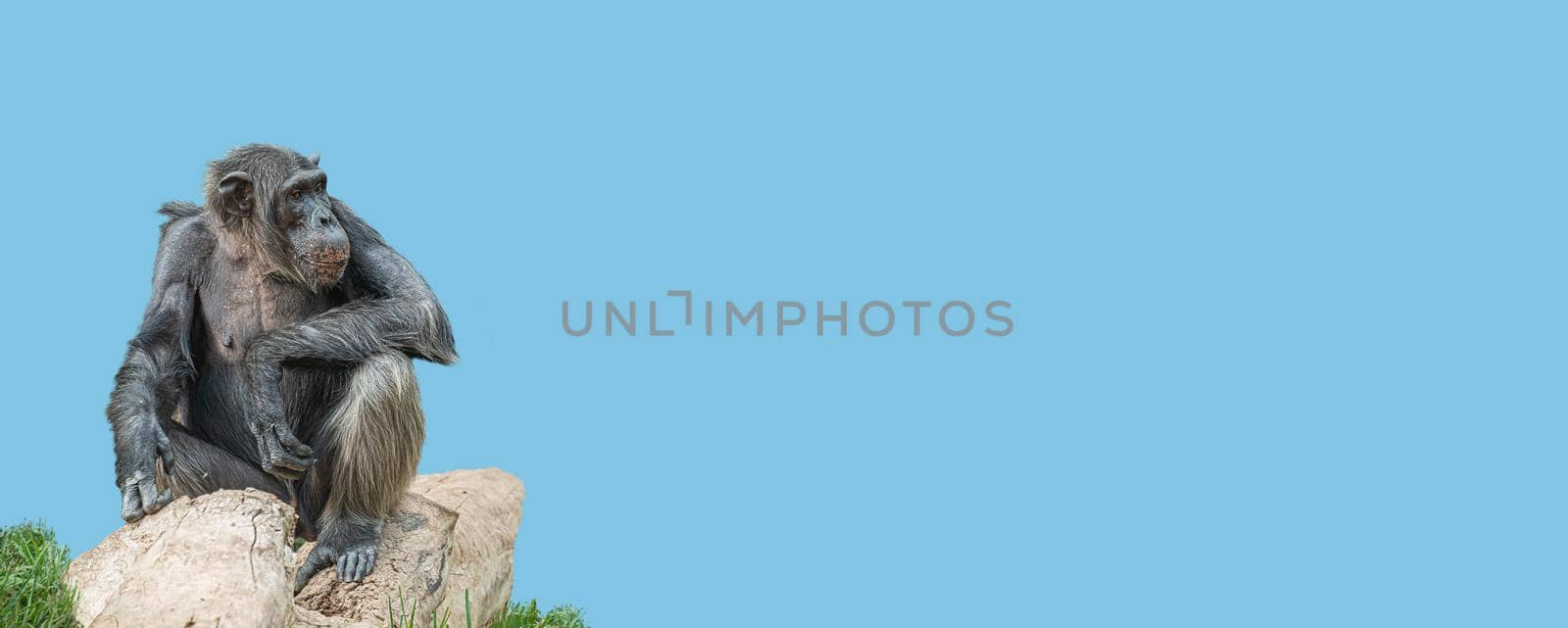 Banner with a portrait of a happy adult Chimpanzee, smiling and thinking, closeup, details with copy space and solid background. Concept biodiversity and wildlife conservation