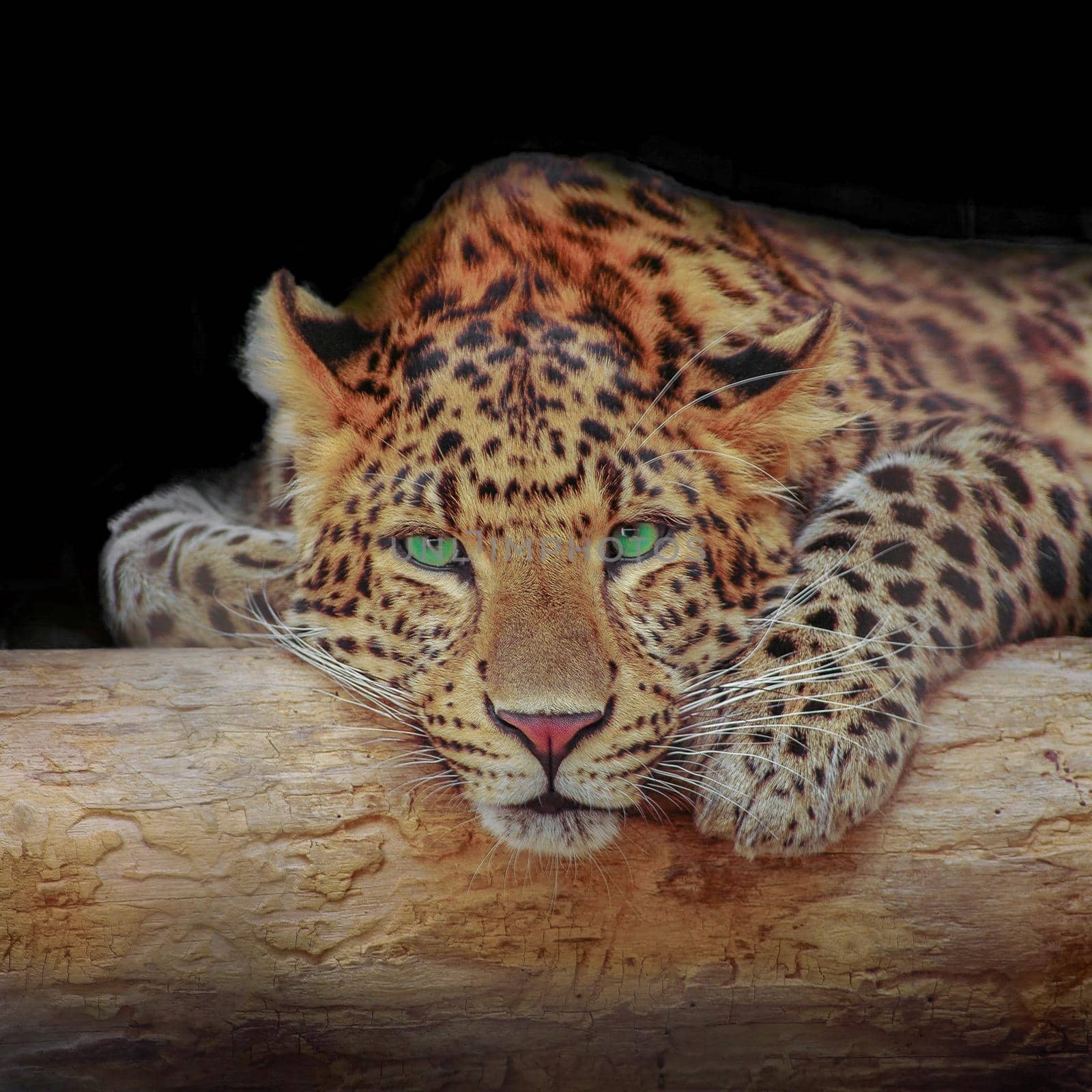 African leopard resting at a tree in darkness, with black solid background with copy space for text. Concept biodiversity and wildlife conservation.