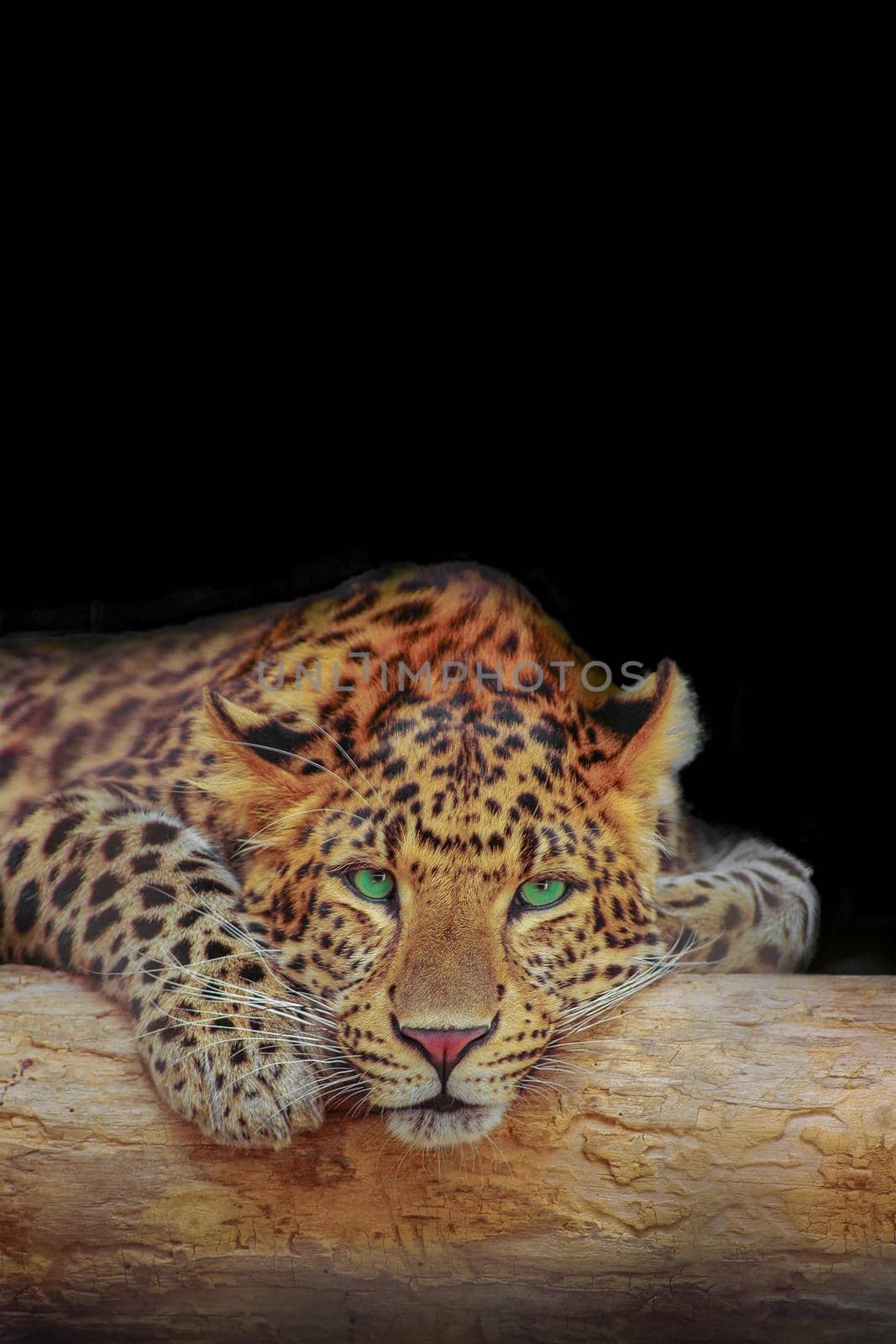 Cover page with African leopard resting at a tree in darkness, with black solid background with copy space for text. Concept biodiversity and wildlife conservation.