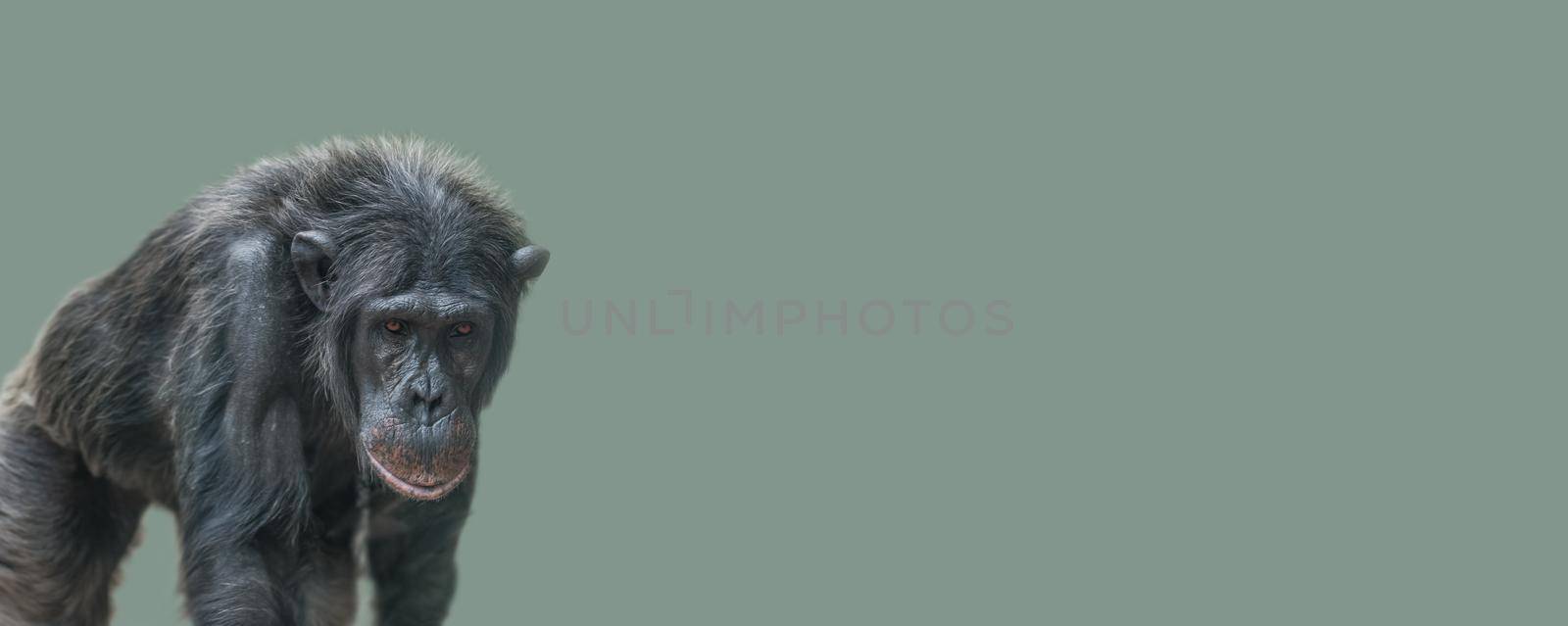 Banner with a walking old Chimpanzee portrait at solid light green background with copy space for text. Concept biodiversity and wildlife conservation. by neurobite