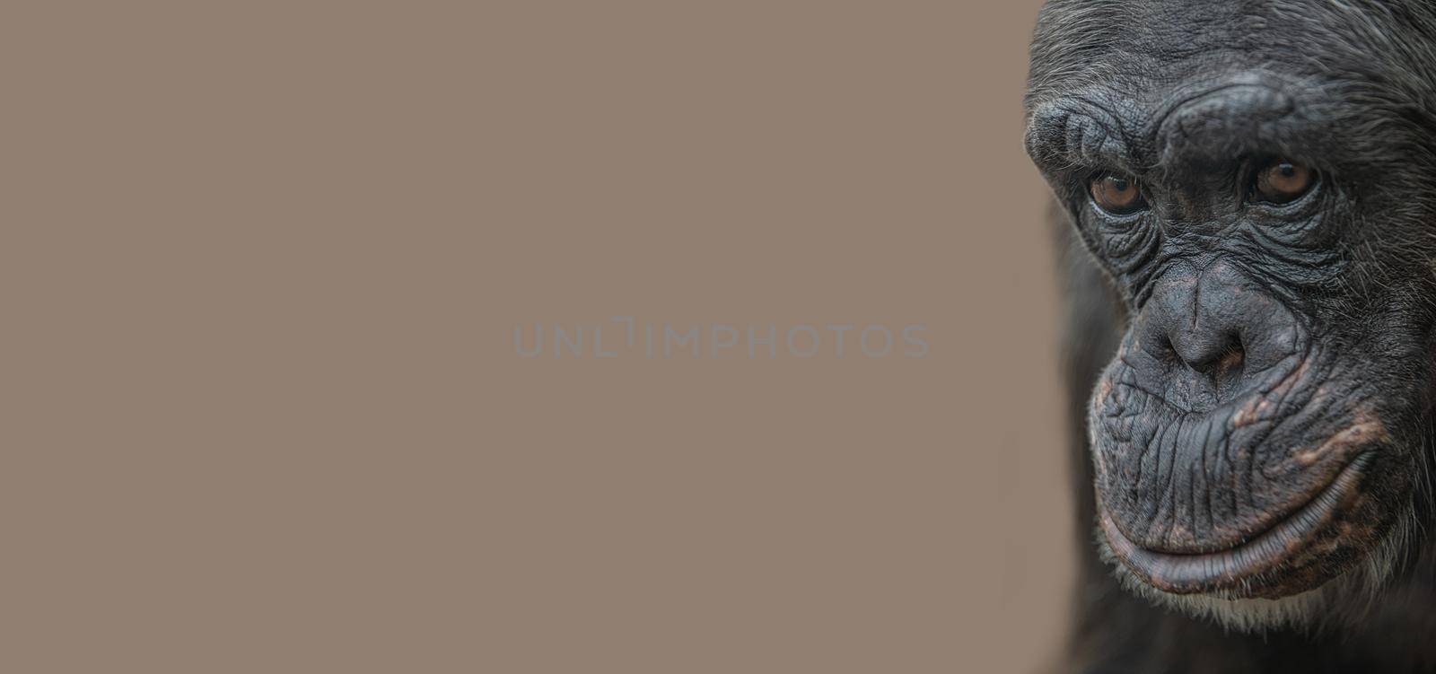 Banner with a portrait of depressed and tired old Chimpanzee at solid background with copy space. Concept animal diversity, care and wildlife conservation. by neurobite