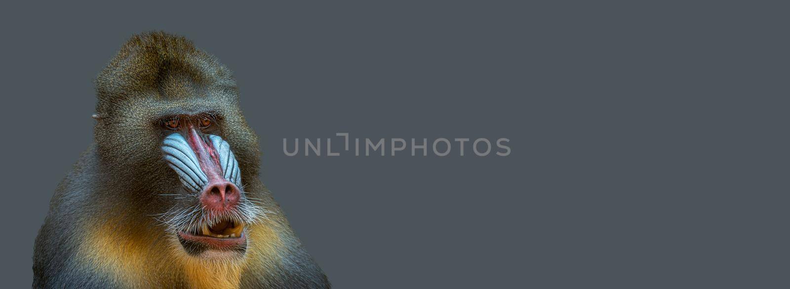 Banner with portrait of a mature alpha male of colorful African mandrill at solid grey background with copy space. Concept animal diversity, care and wildlife conservation