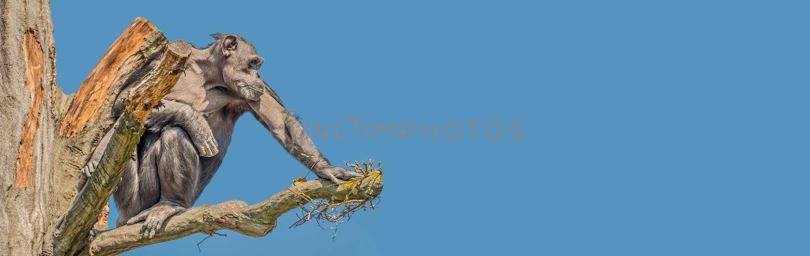 Portrait of watchful adult Chimpanzee sitting on a tree at blue sky, closeup, details